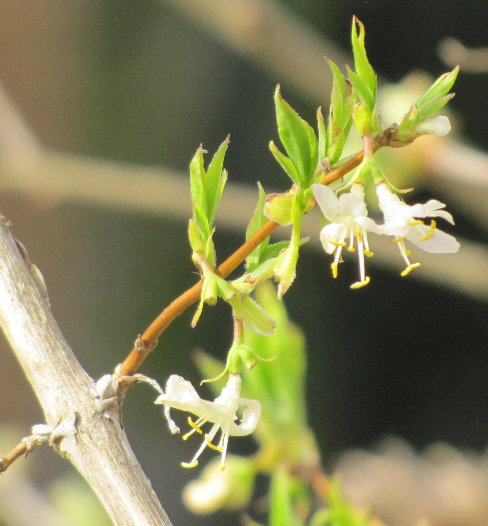 identification Shrub with white flowers and lemonjasmine scent