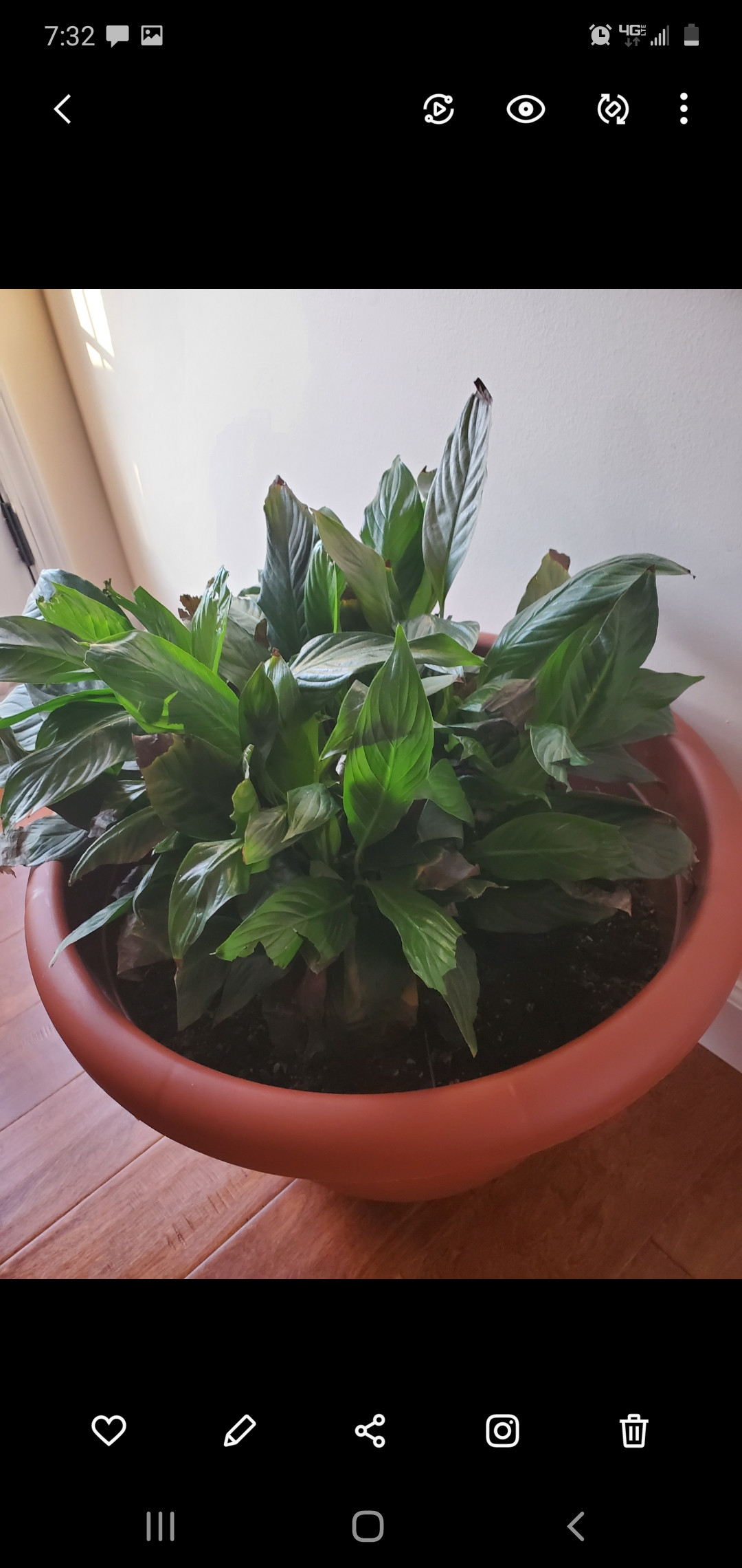 Peace Lily Not Growing octopussgardencafe