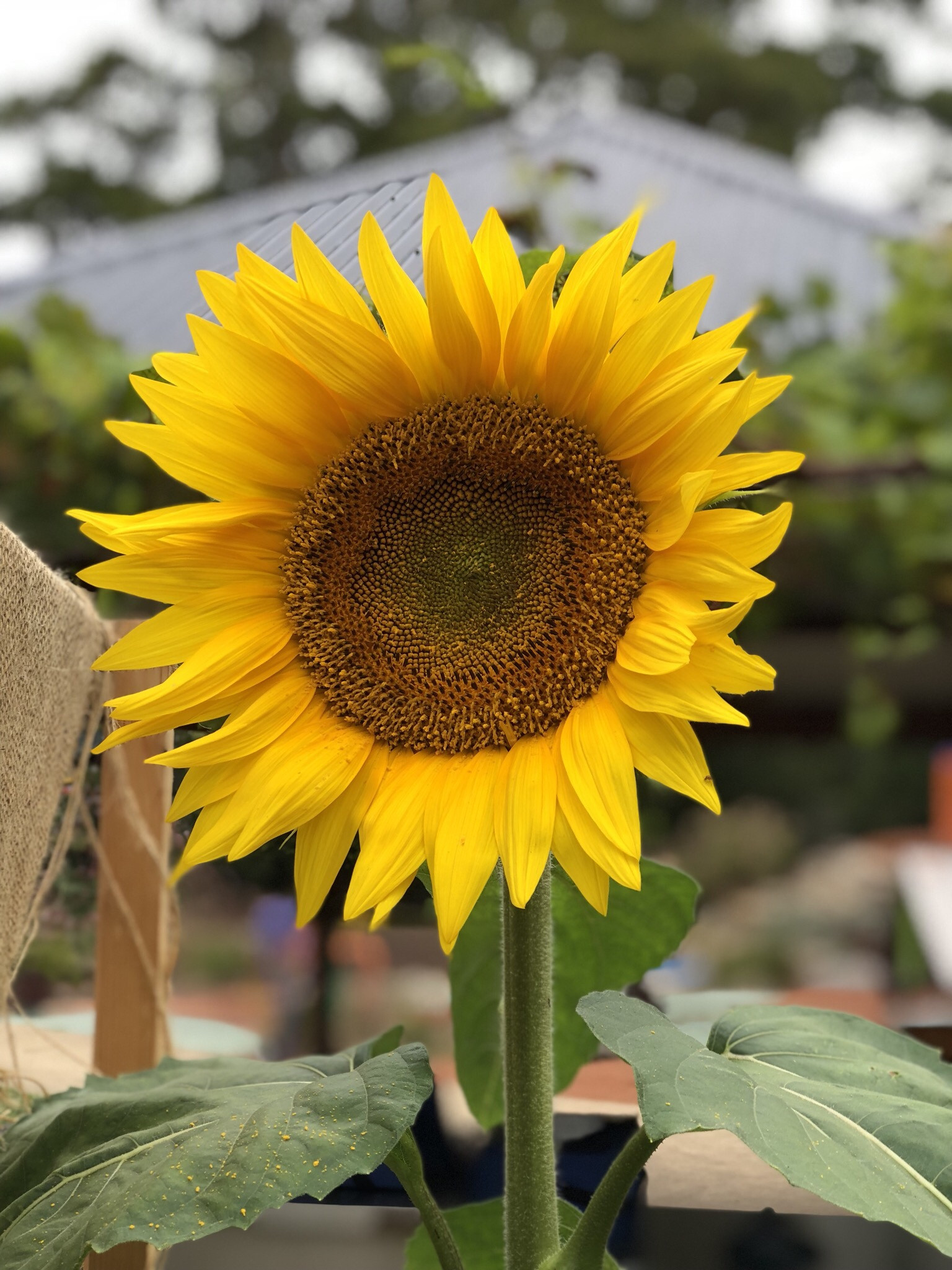 23+ NiceLooking Companion Planting Sunflowers Inspiratif Design