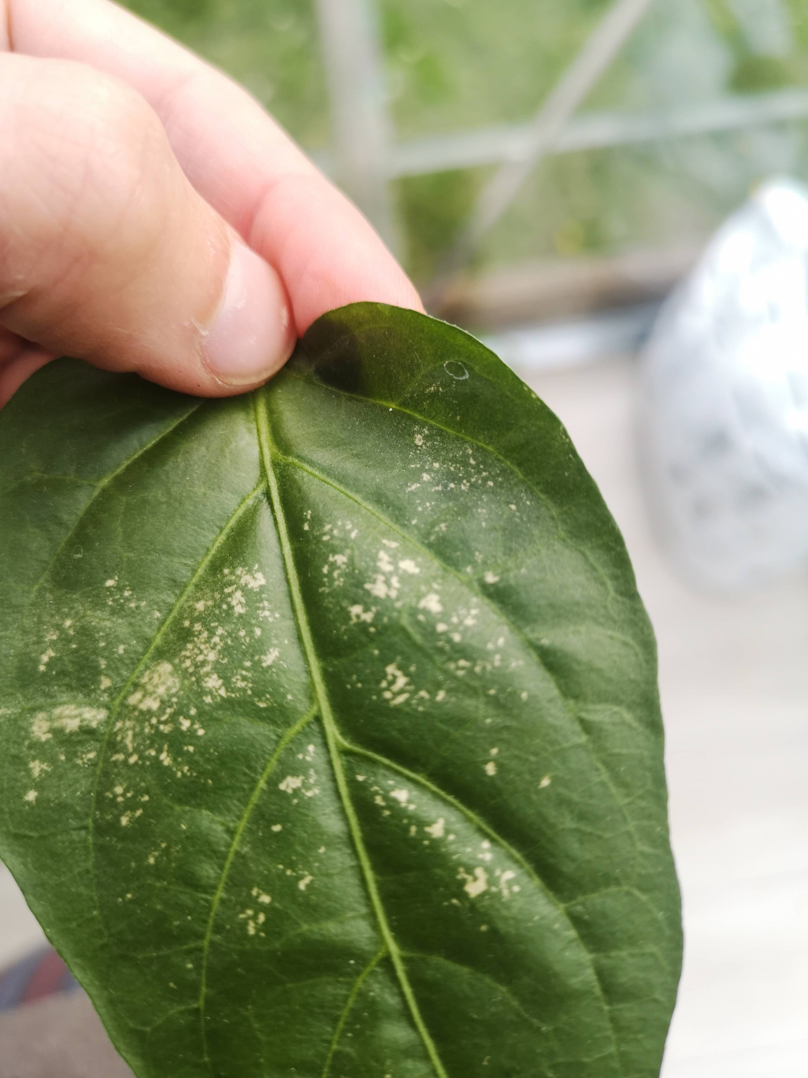 chili White patches on chilli plant leaves leaves dying Gardening