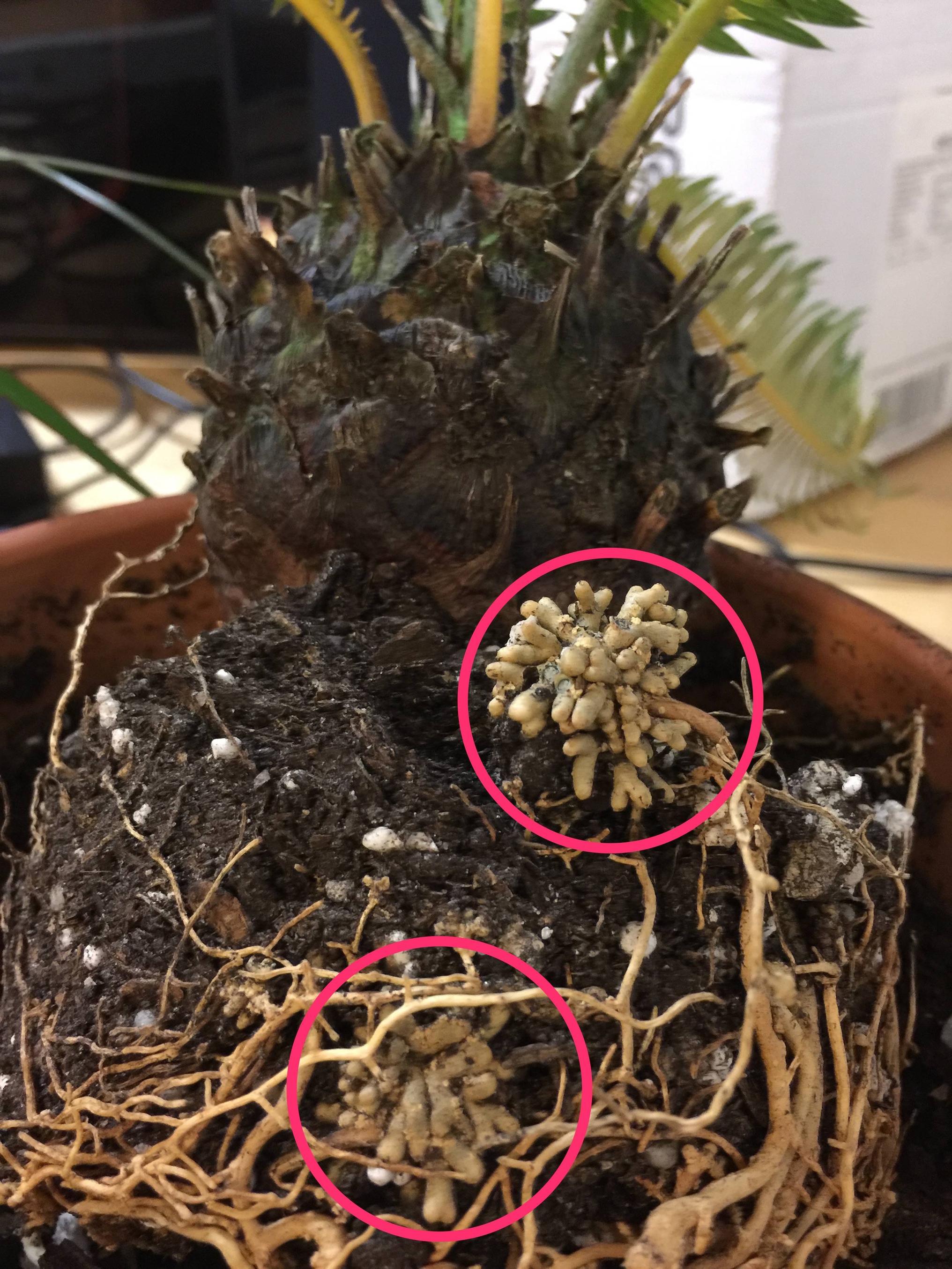 trees Does my Sago Palm have root rot? Gardening & Landscaping