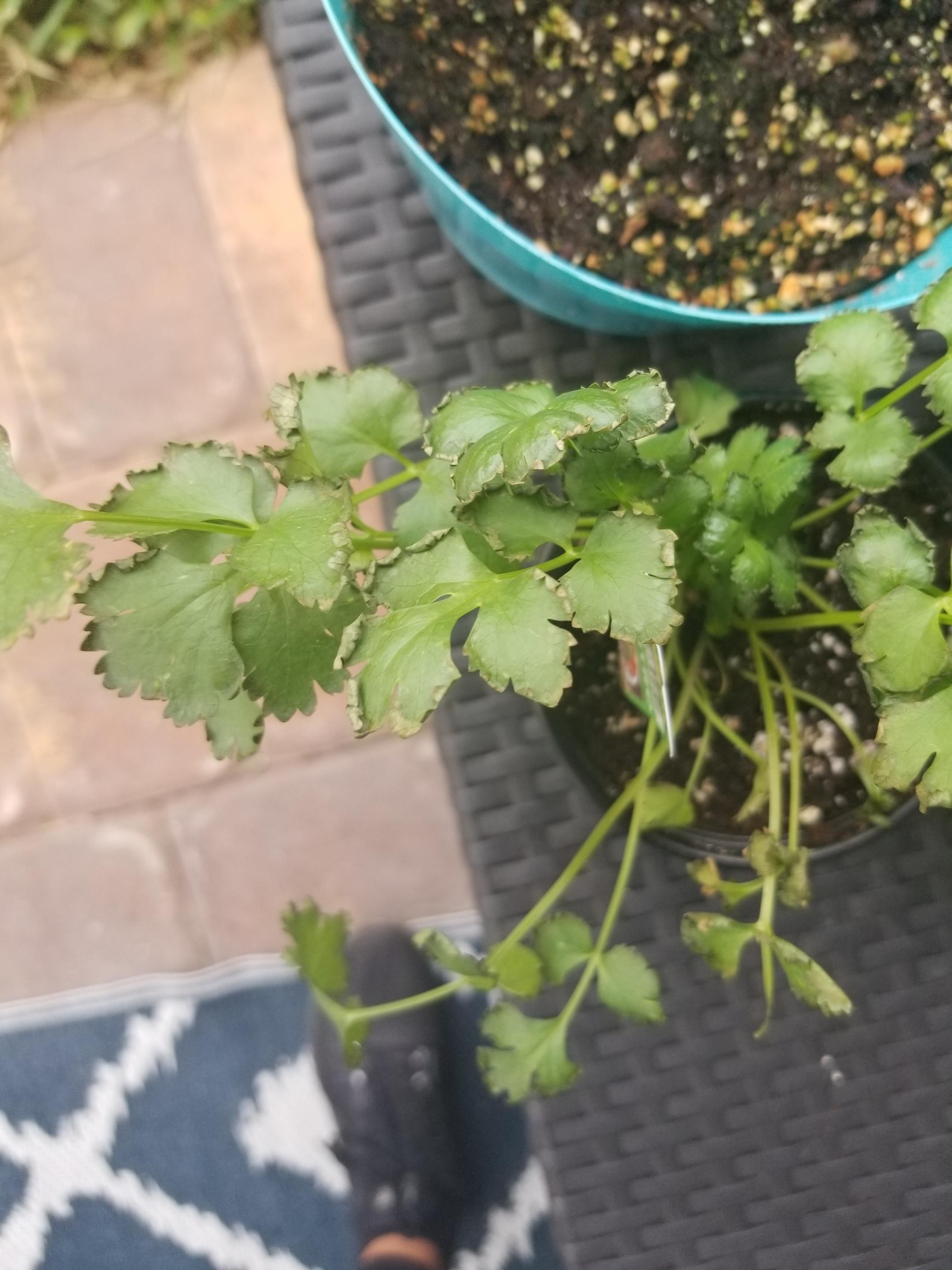 Cilantro wilting Gardening & Landscaping Stack Exchange