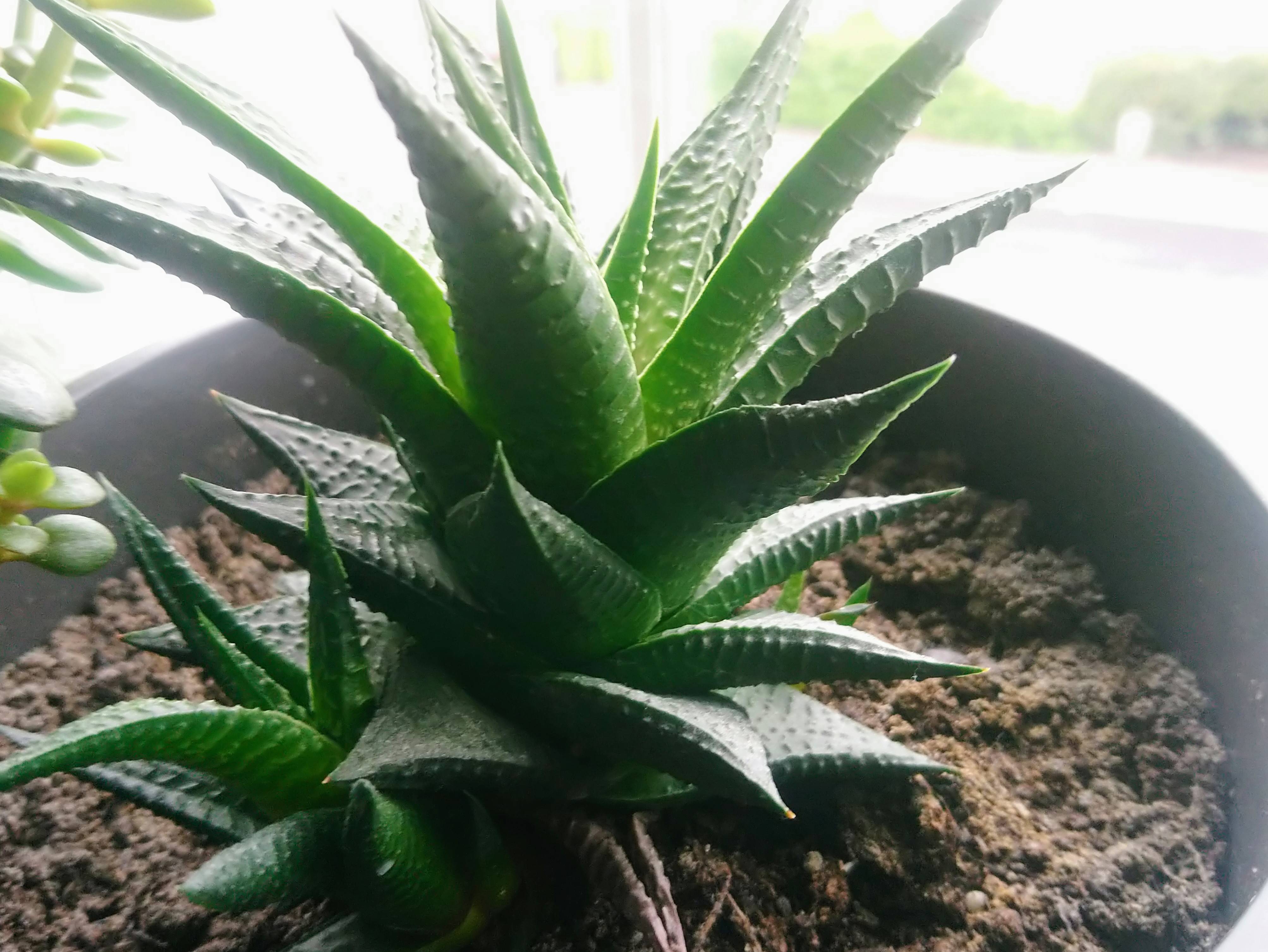 identification Is this a aloe vera plant? Gardening