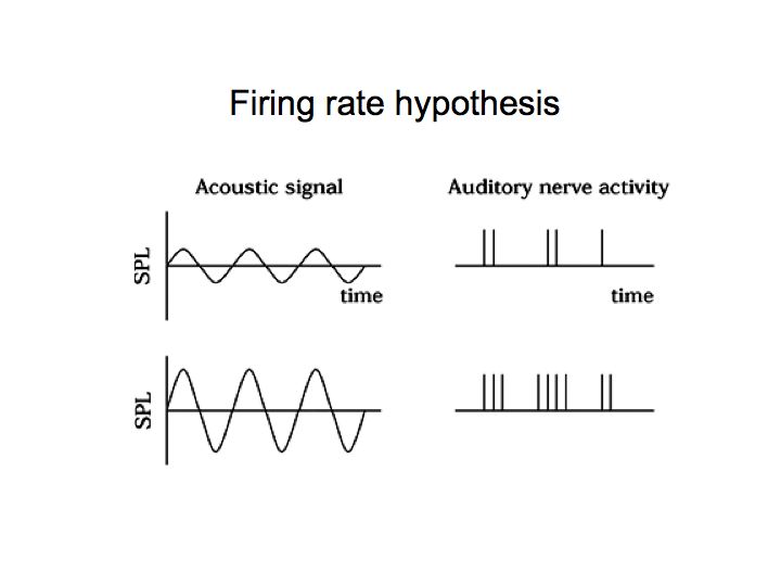 neuroscience 分级潜力和动作潜能之间有什么区别？