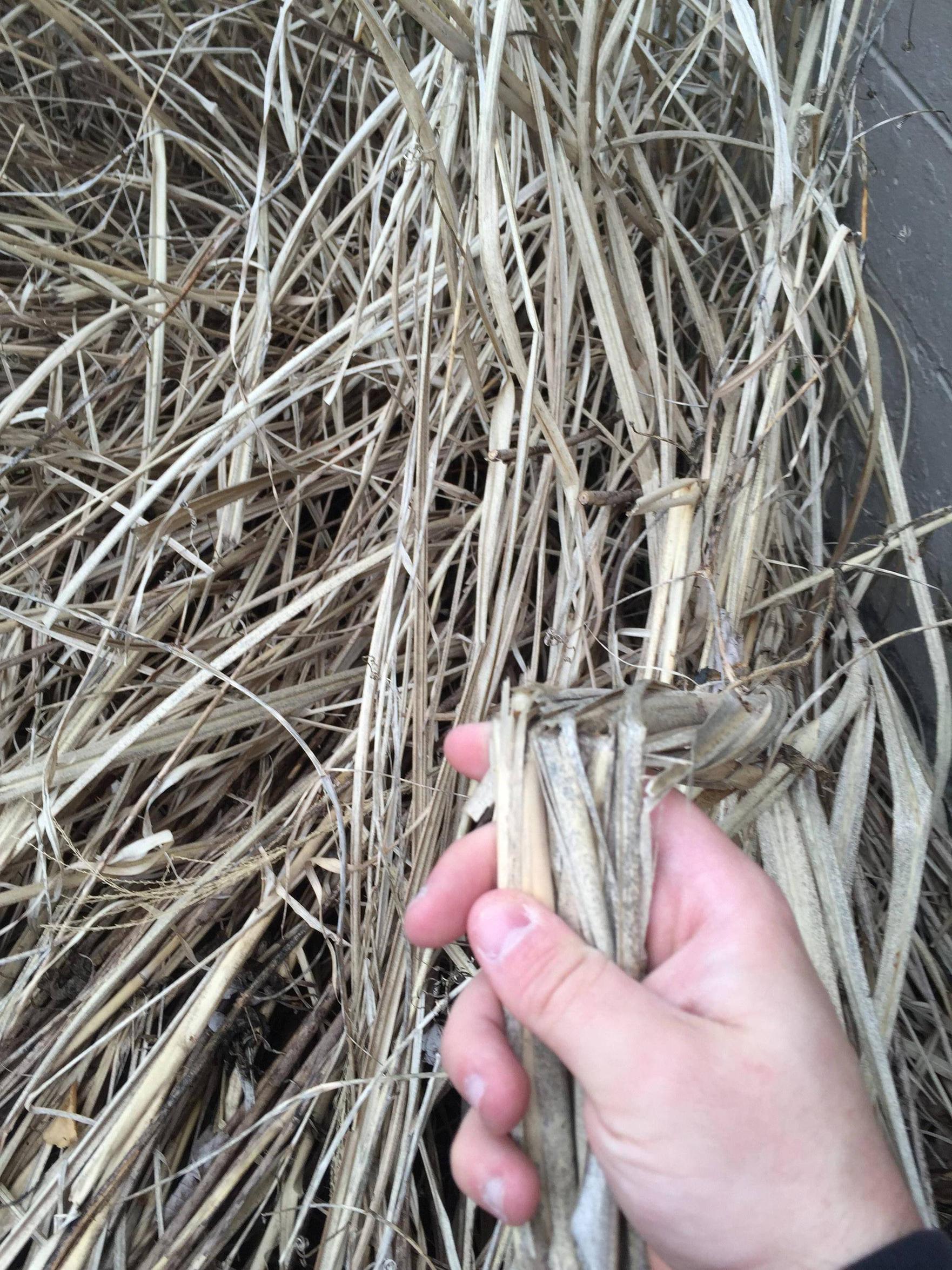 plant care Is this "Tall Grass" dead? Should I clear it out to make