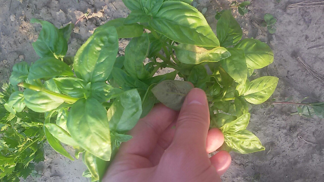 Cómo evitar que las hojas de albahaca se pongan negras Pi Productora