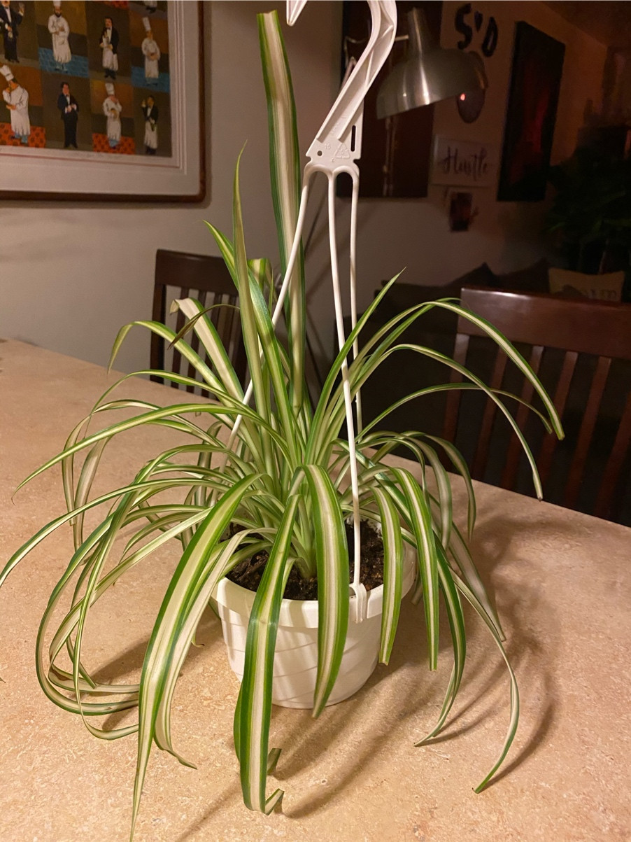 diagnosis Wondering why my Ocean Spider Plant is not thriving