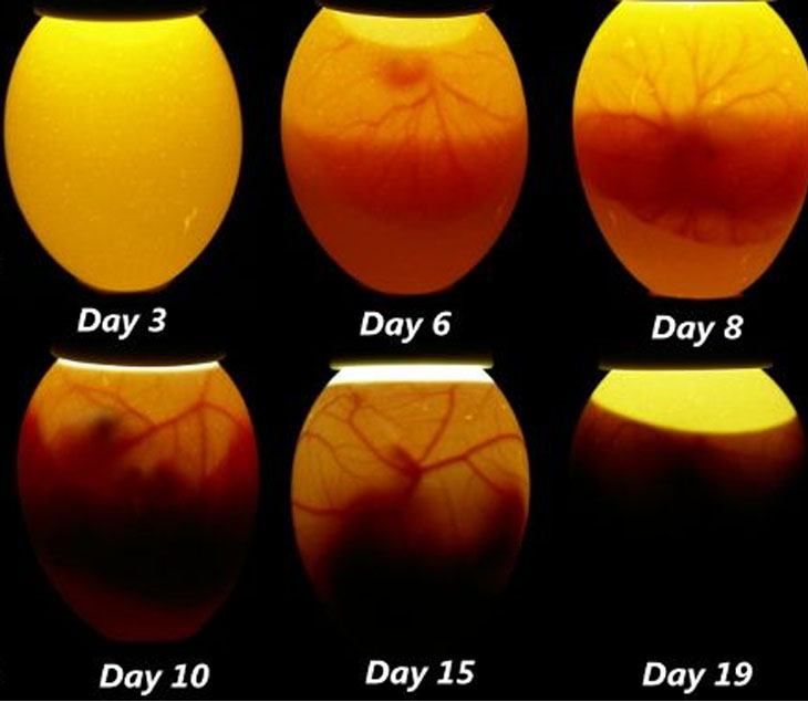 parrots - Are my cockatiels eggs viable? - Pets Stack Exchange