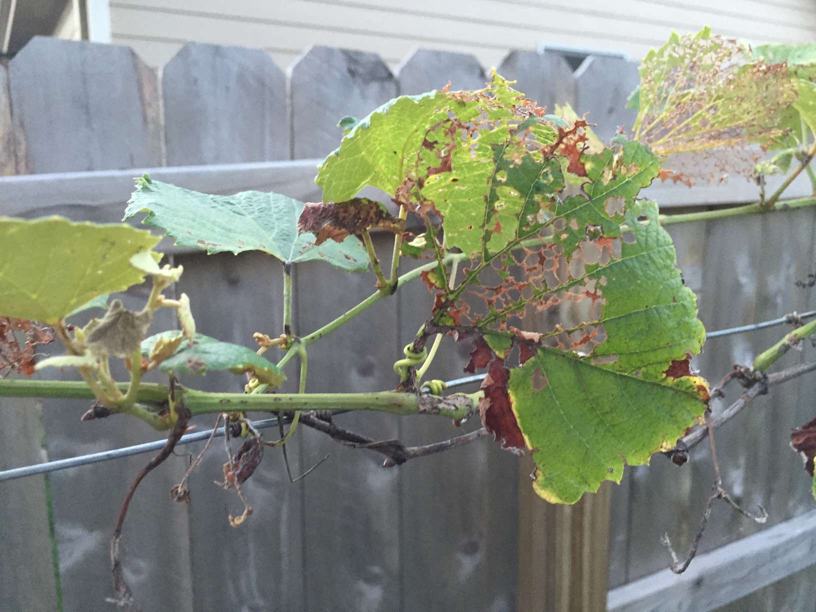 What is wrong with my grape vine? Gardening & Landscaping Stack Exchange