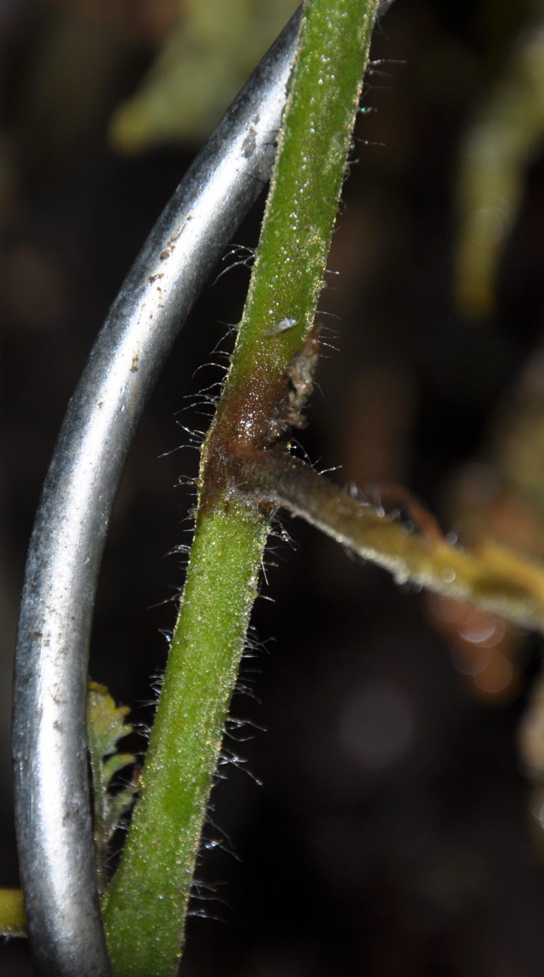diagnosis Tomato plants got black stems and the leaves dry out