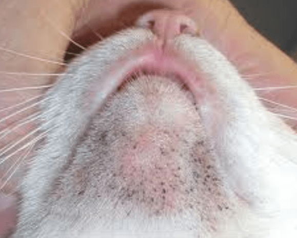 health What can I do about the black dots on my cat's chin? Pets