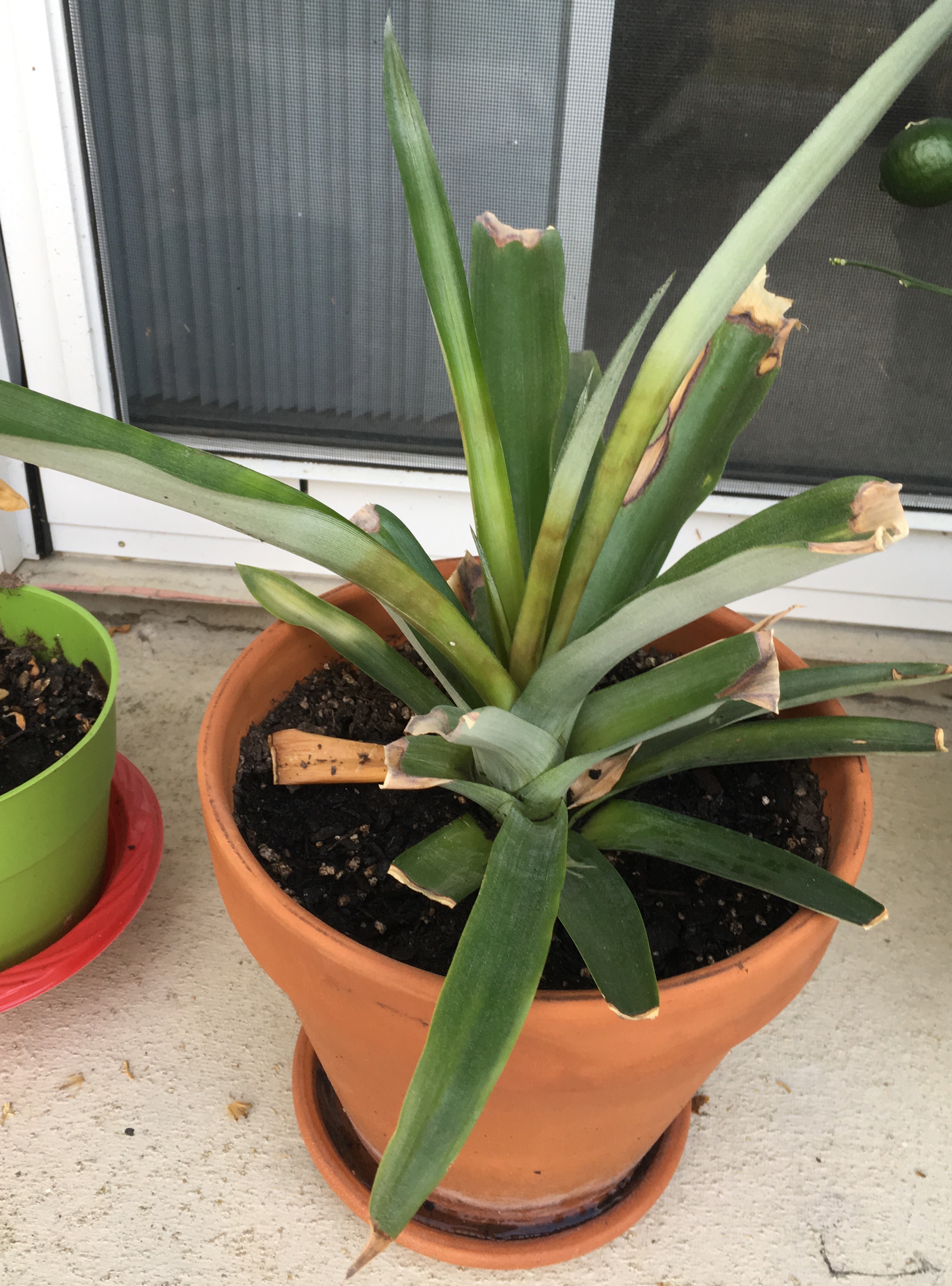 fertilizer Should I repot these pineapples? Gardening & Landscaping