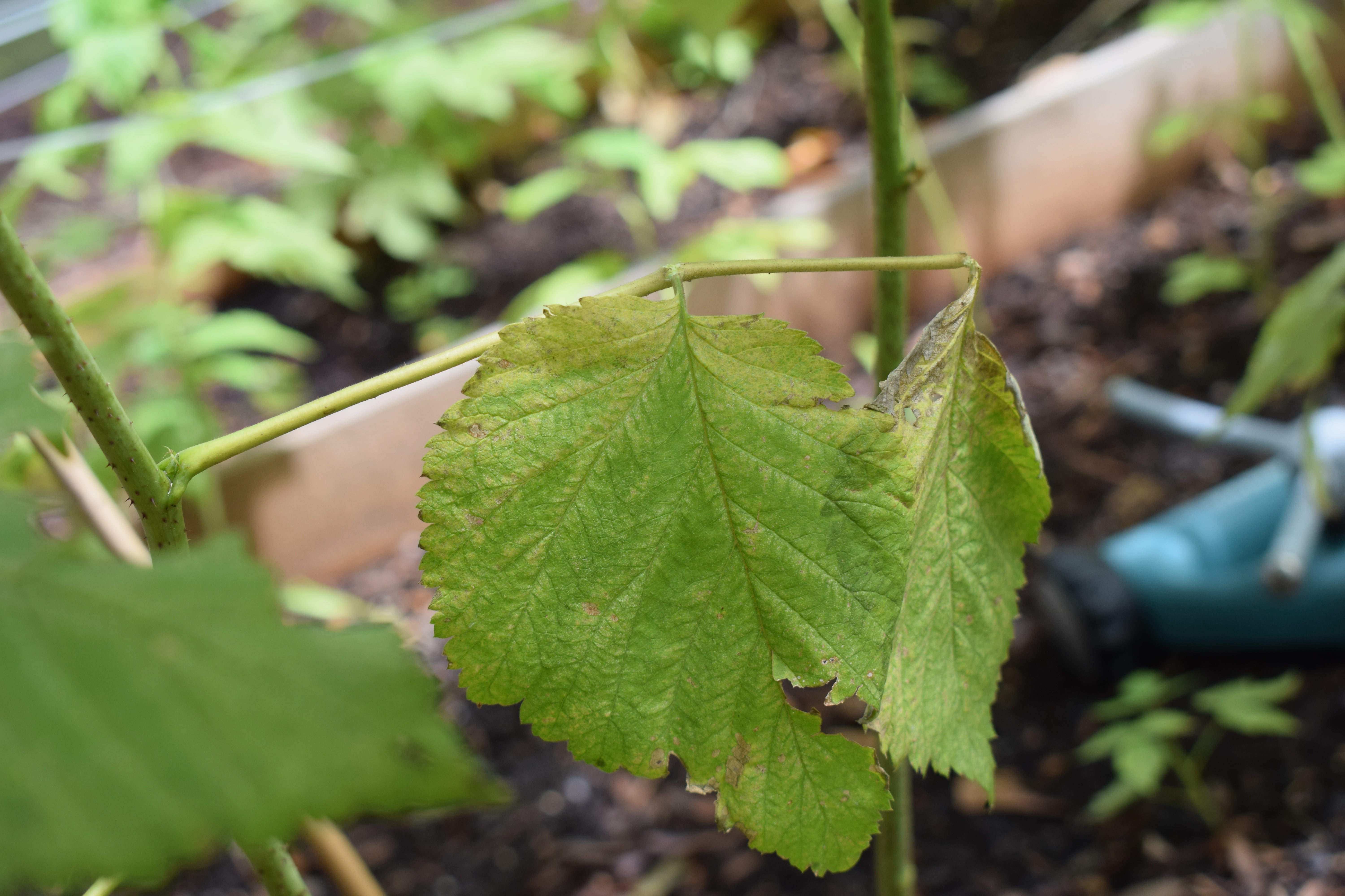 diseases Leaves are dying slowly on Raspberry plantwhat on earth is