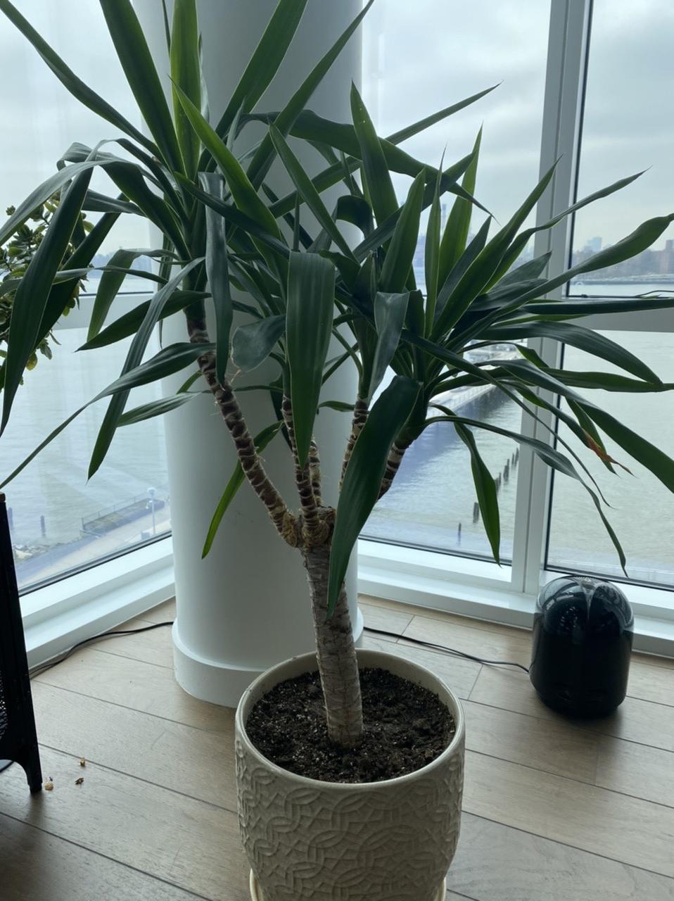 diagnosis Indoor Yucca is dying after cut/repot