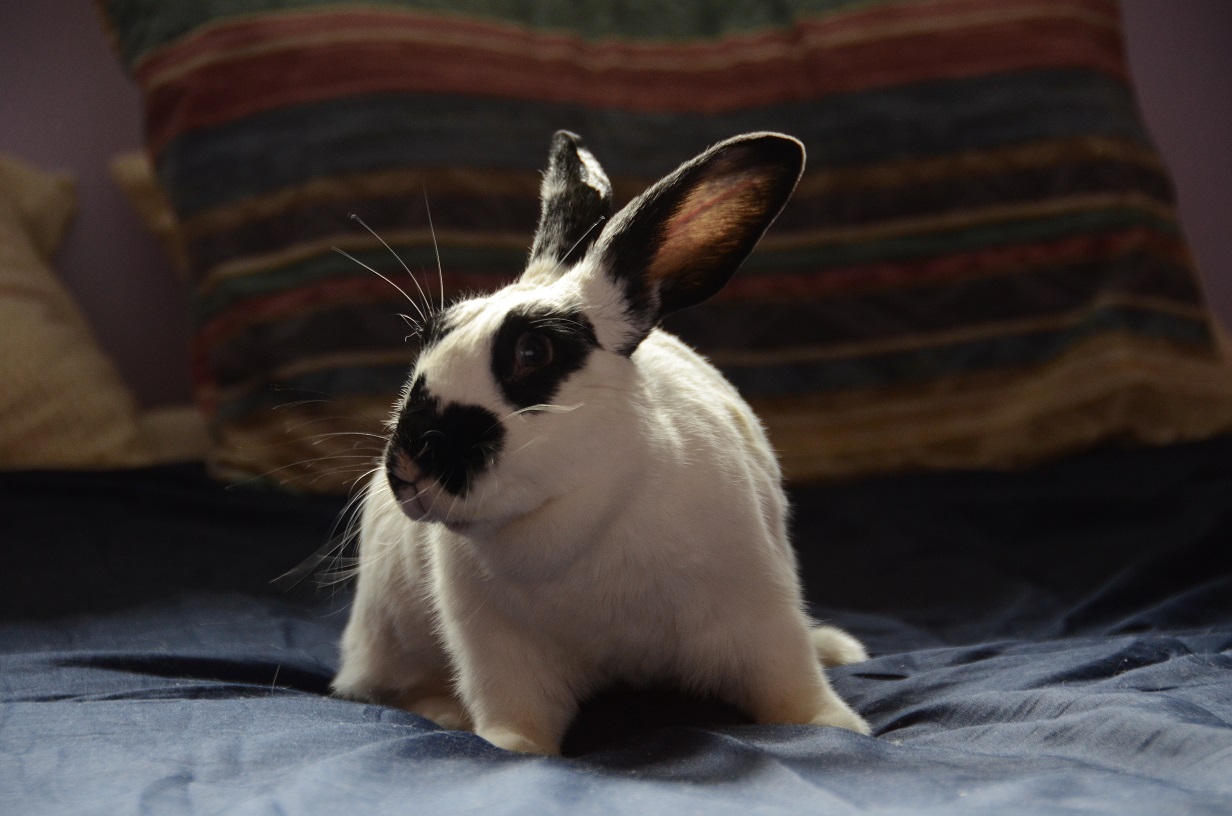 biology What is a rabbit's field of vision, range and visual acuity