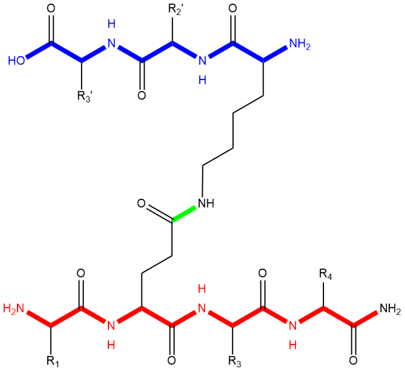Ethereum side chains in polypeptide
