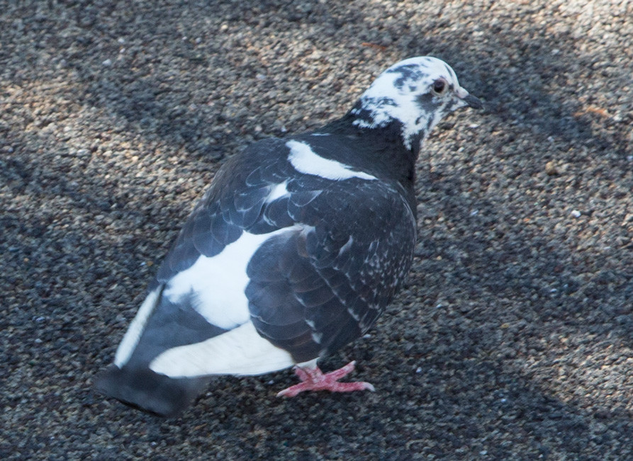 species identification Name of This Black and White Dove Biology