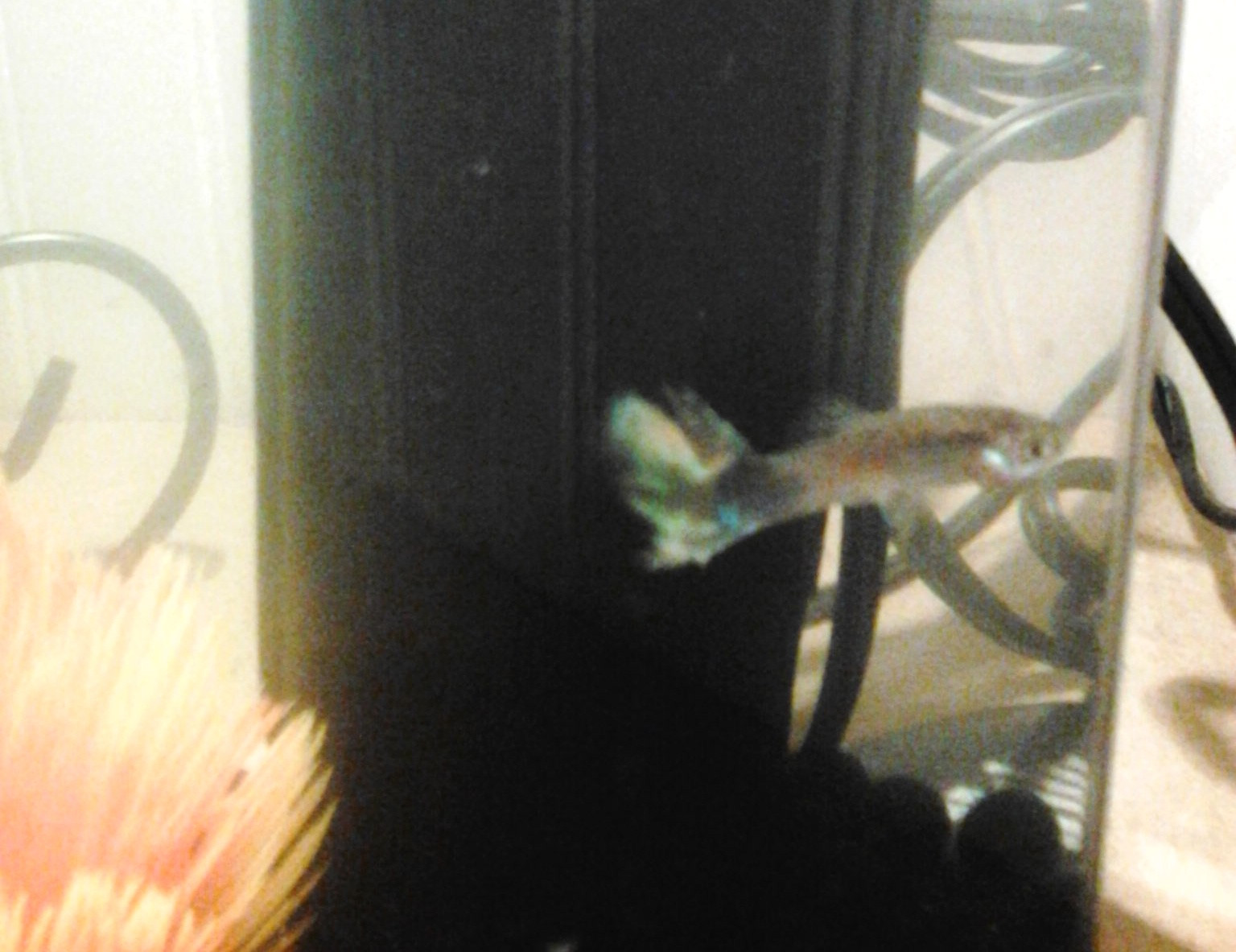 health Will my fish's tailfin grow back? Pets Stack Exchange