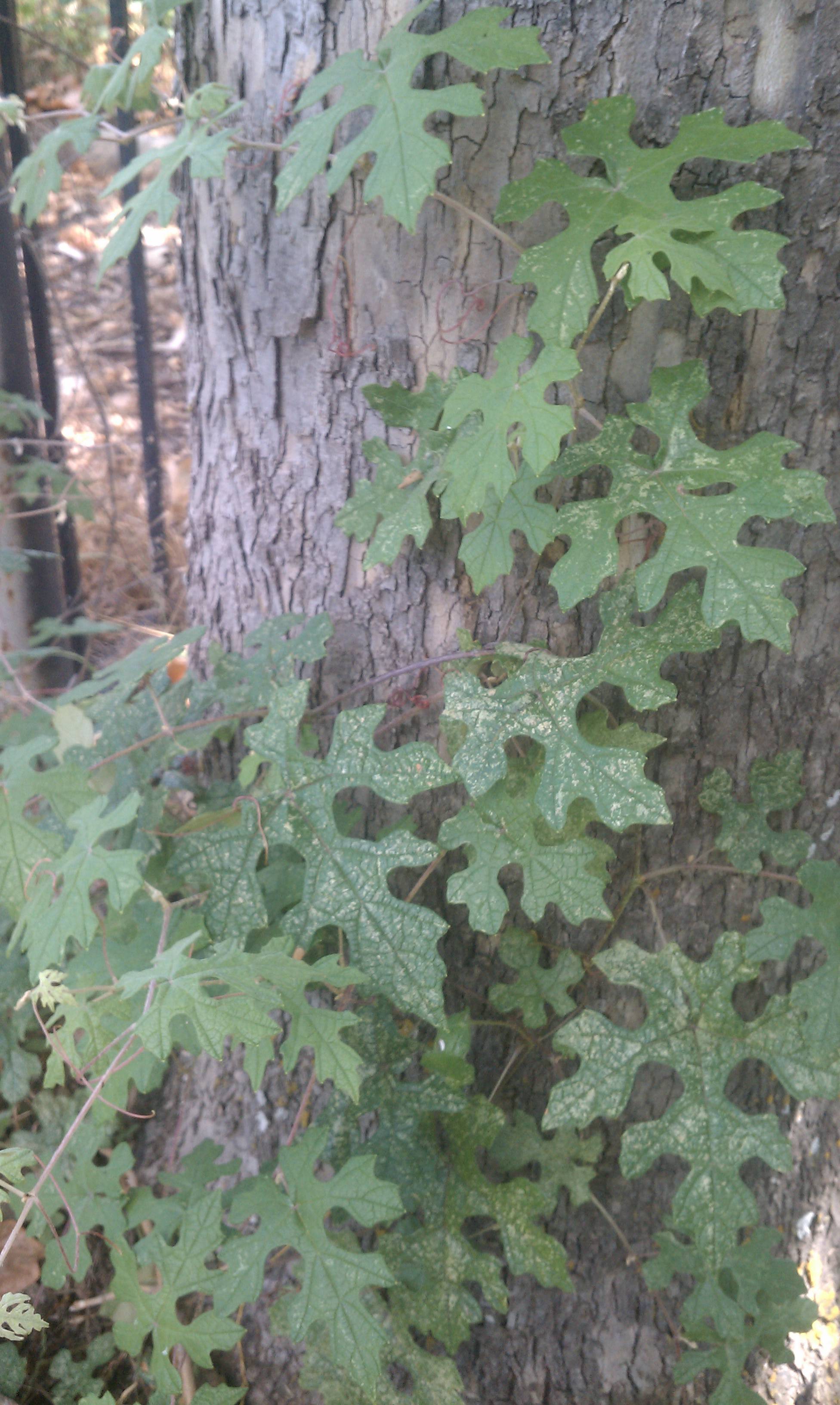 identification Can someone identify this vine for me? Gardening
