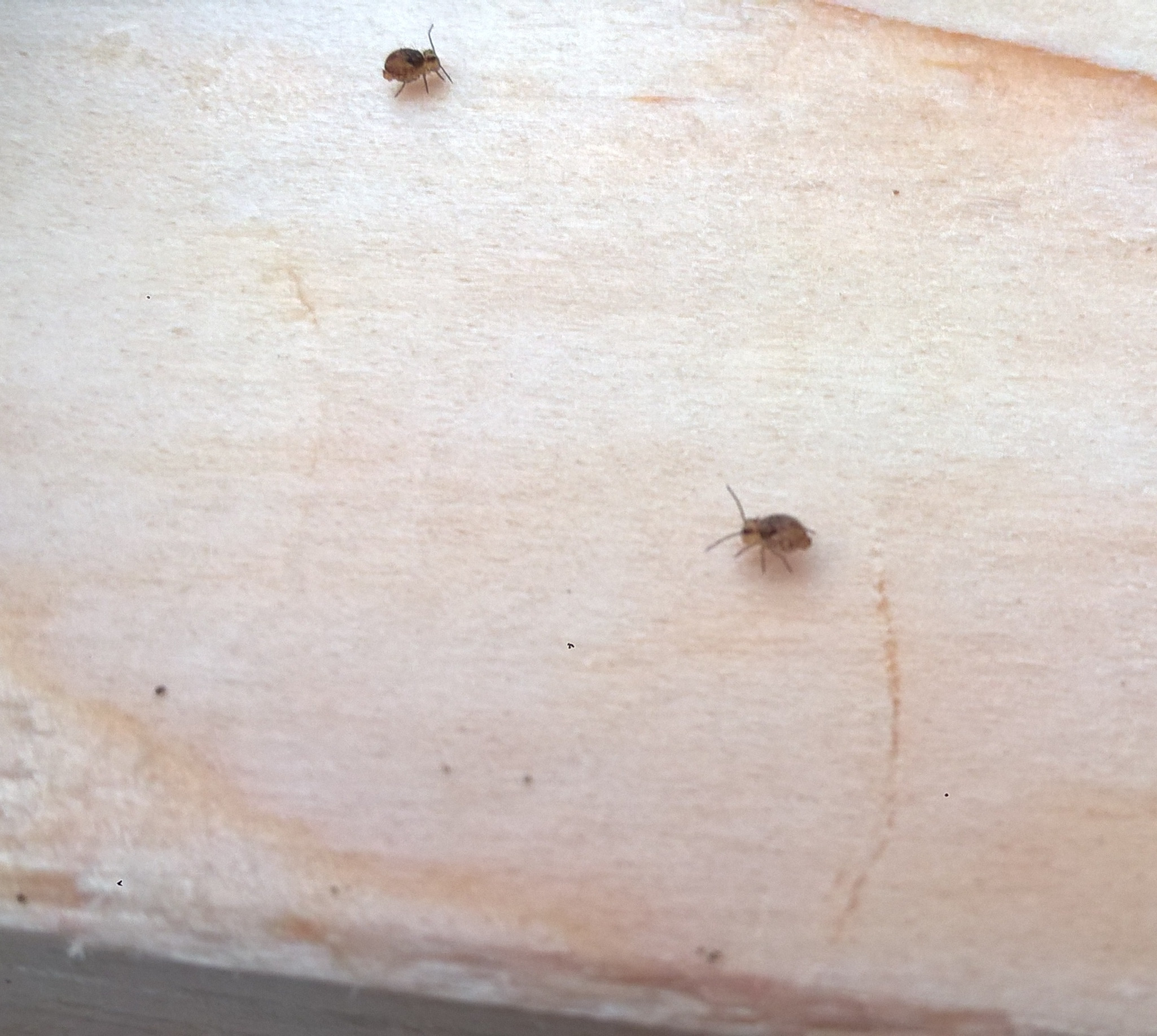 wood Insects on HemFir/SPF lumber? Home Improvement Stack Exchange
