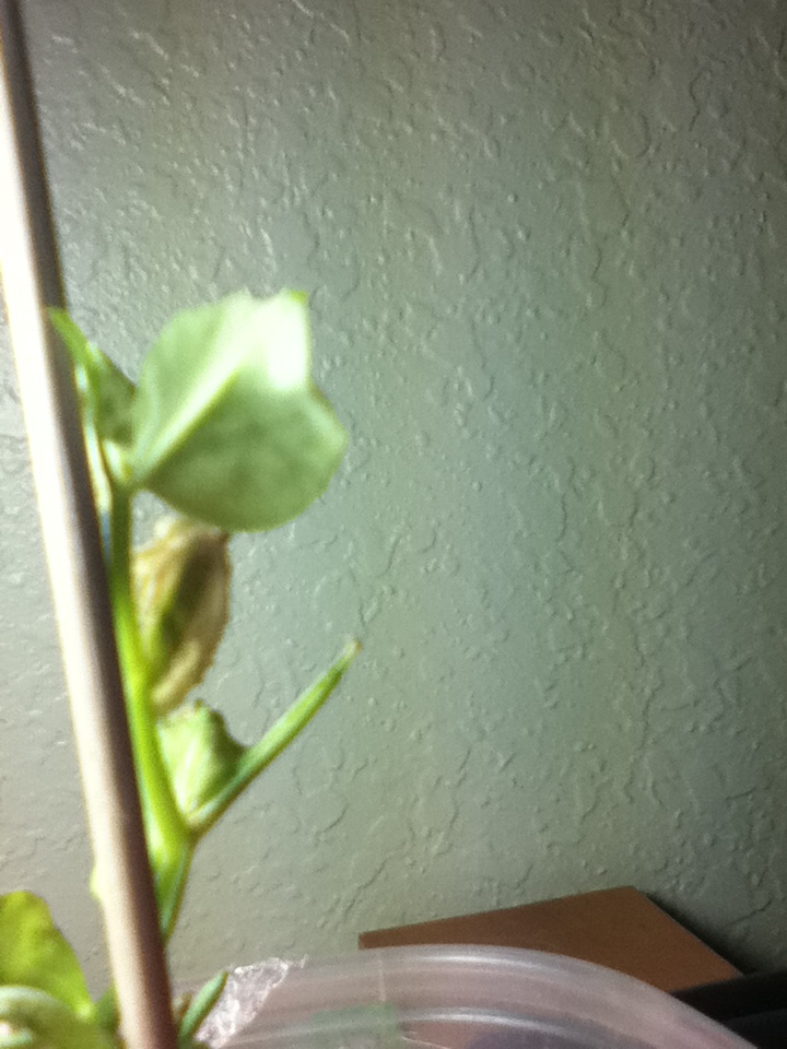 diagnosis Why are the leaves of my pea plant (little marvel) drying