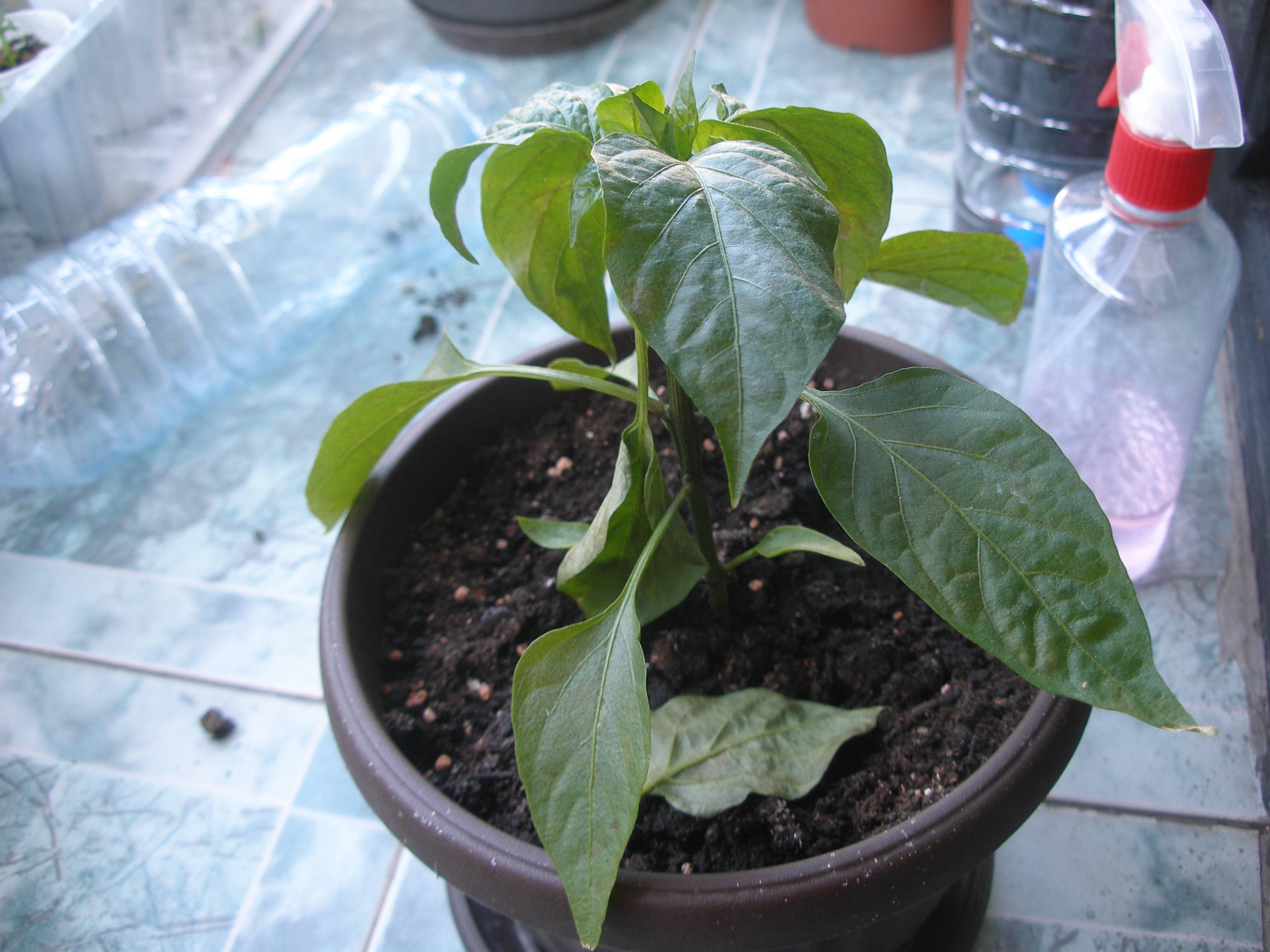 diagnosis What are these shallow markings on my chili leaves