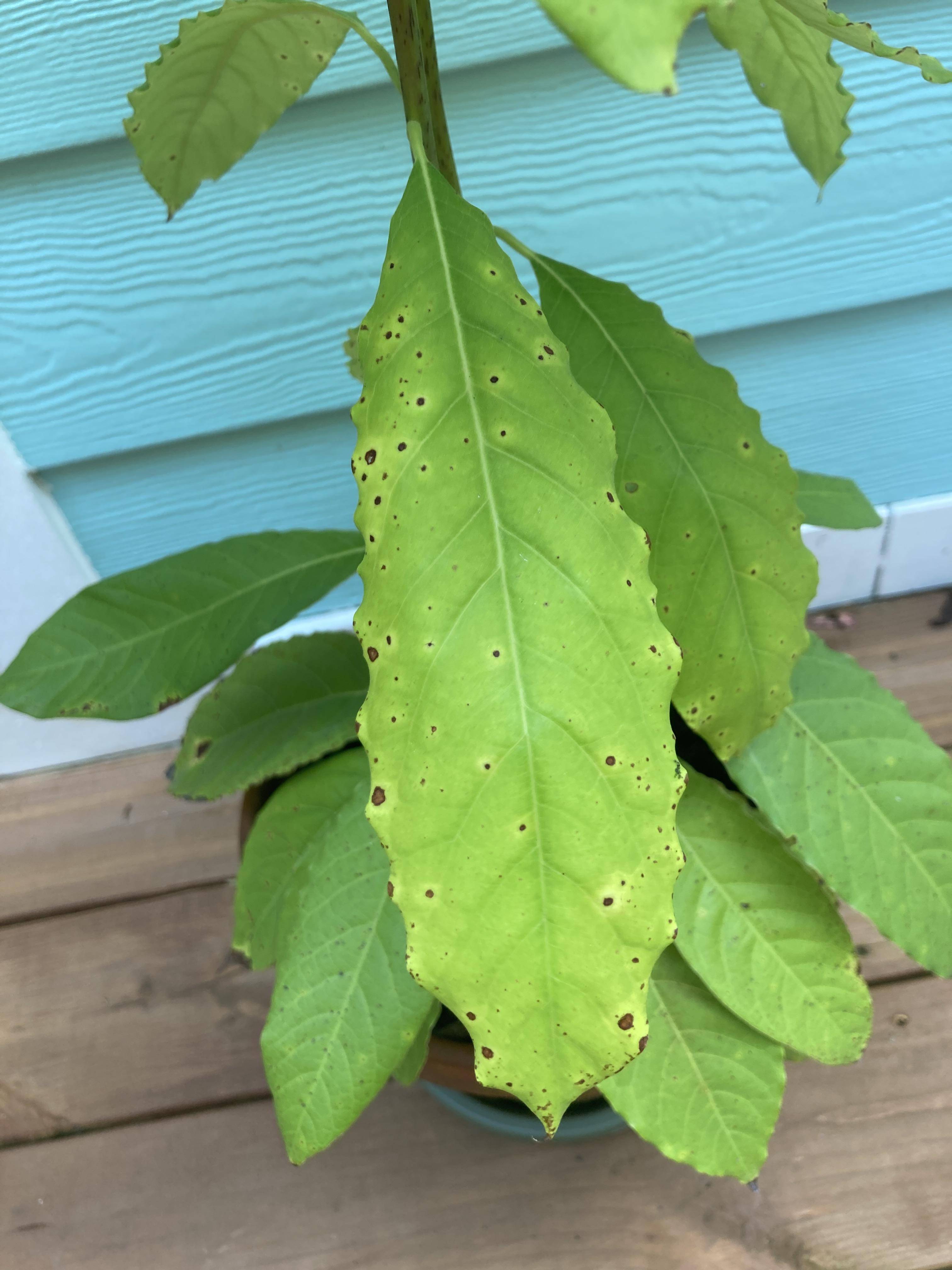 diagnosis What is causing the black/yellow spots on my avocado tree