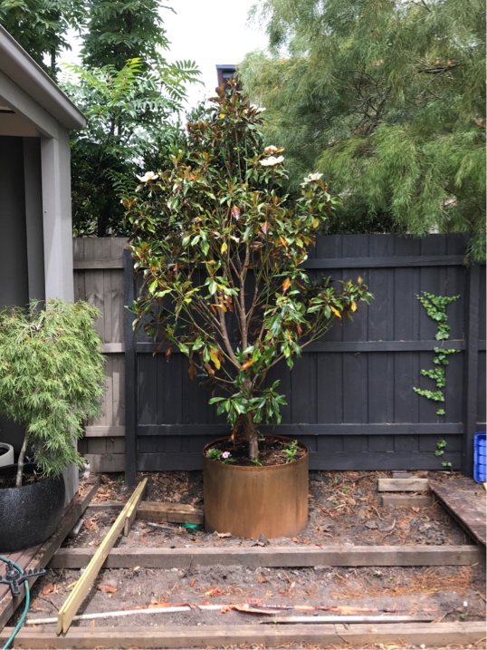 Magnolia Tree Care In A Pot / Are There any Dwarf Magnolias I can Grow
