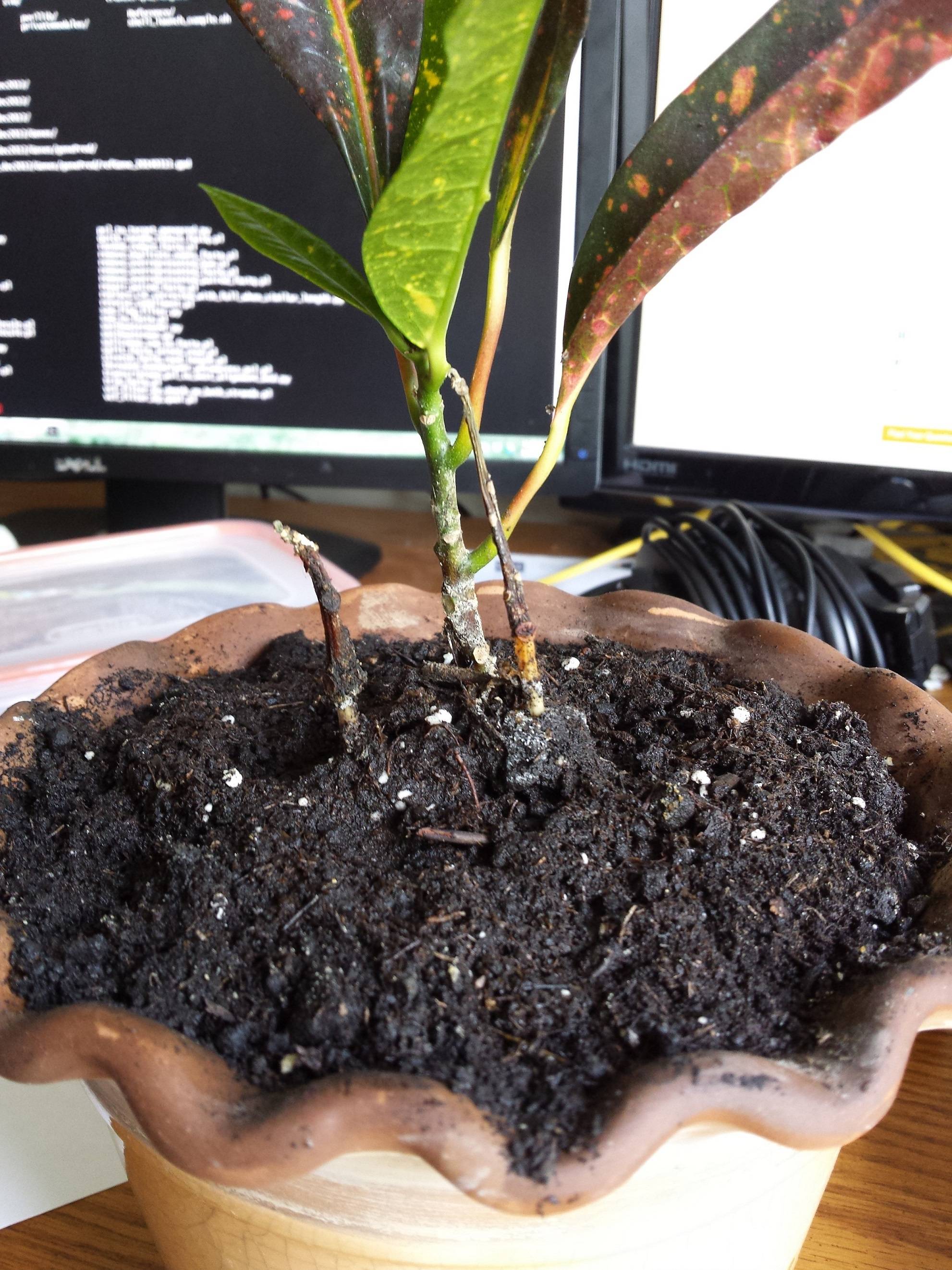 pruning Should I trim dead shoots from a Croton grown as a houseplant