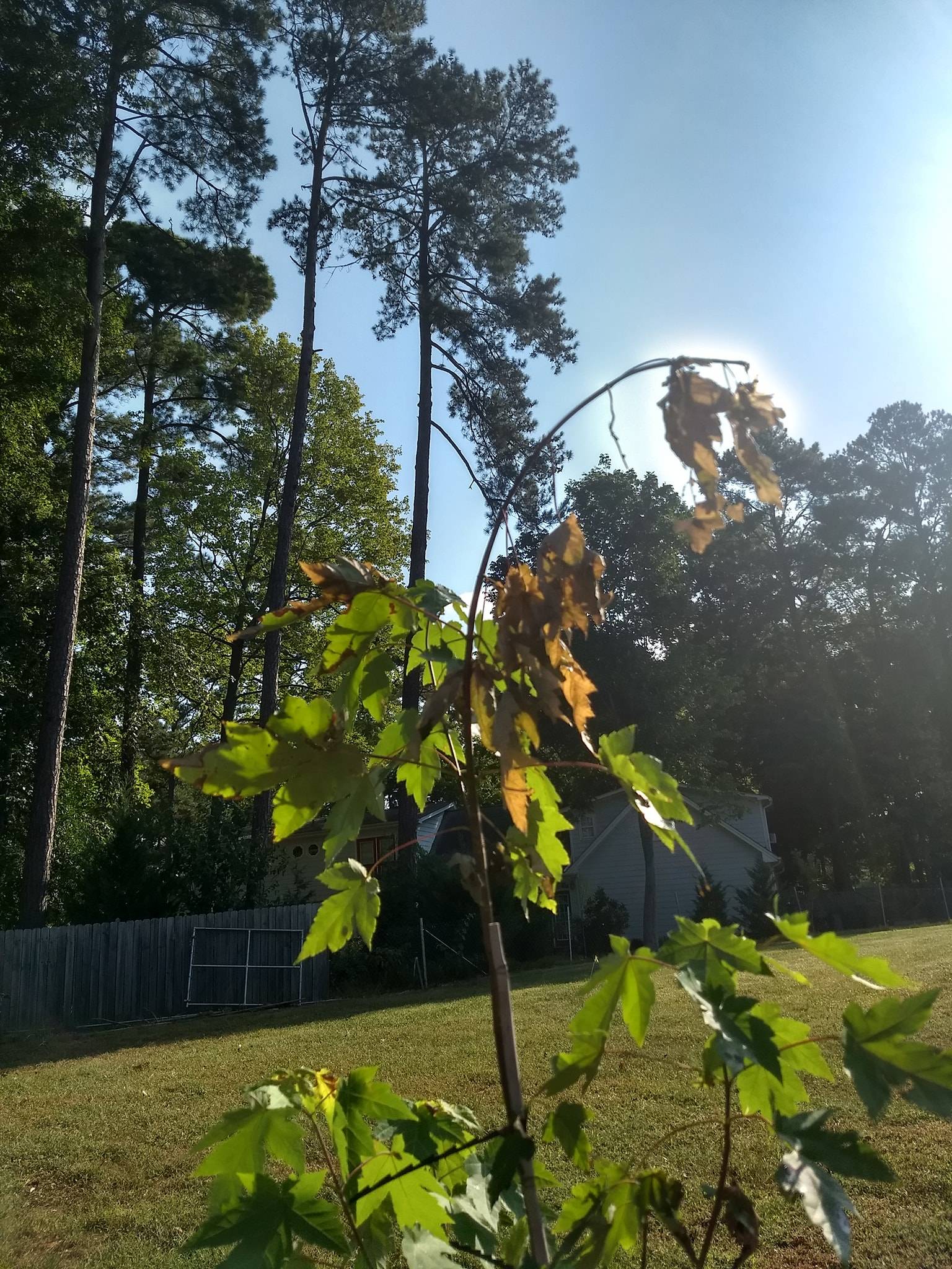 trees Newly Planted Autumn Blaze Appears to Be Dying Gardening