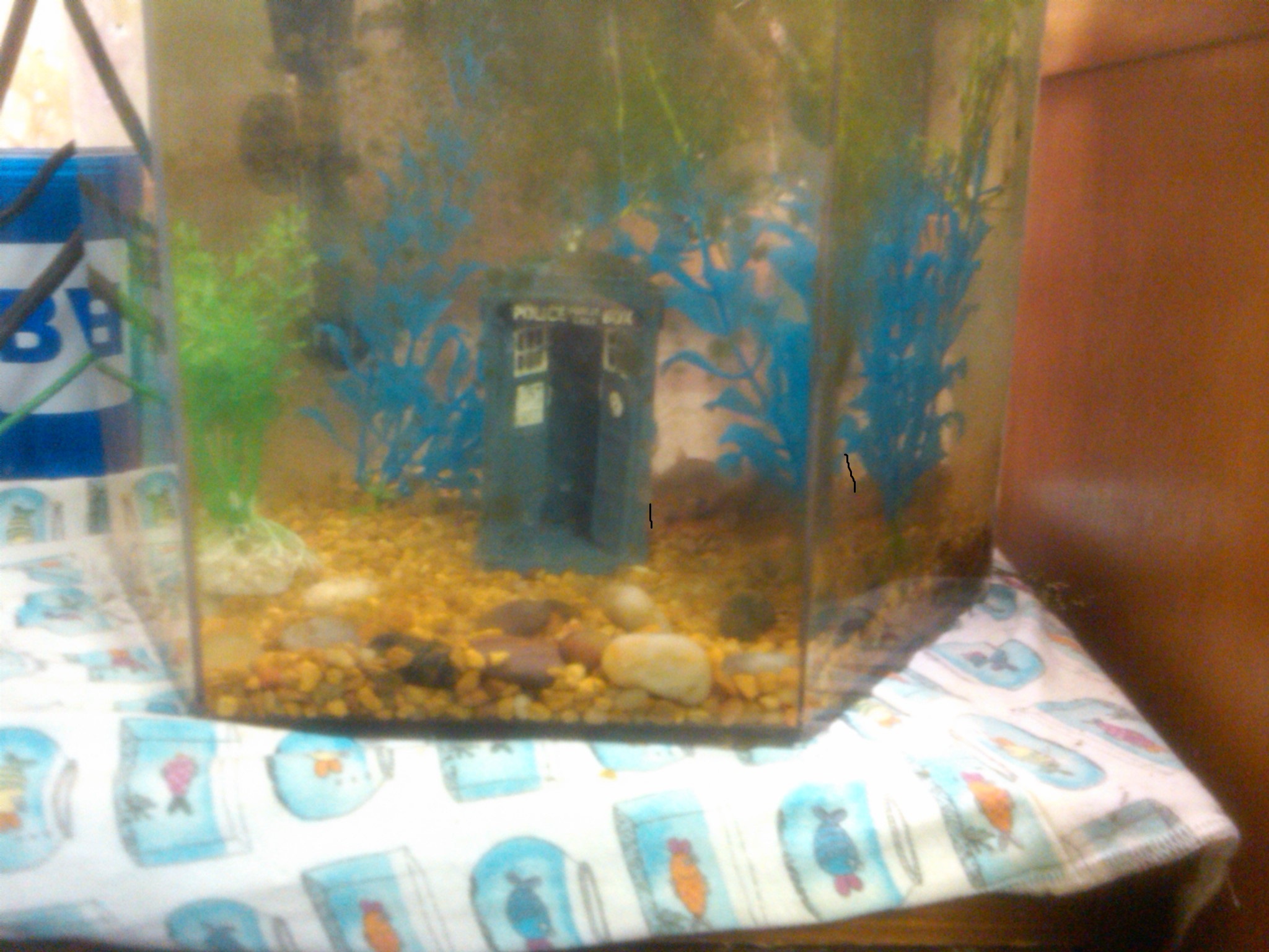 aquarium How do I know when my fish are getting too big for their