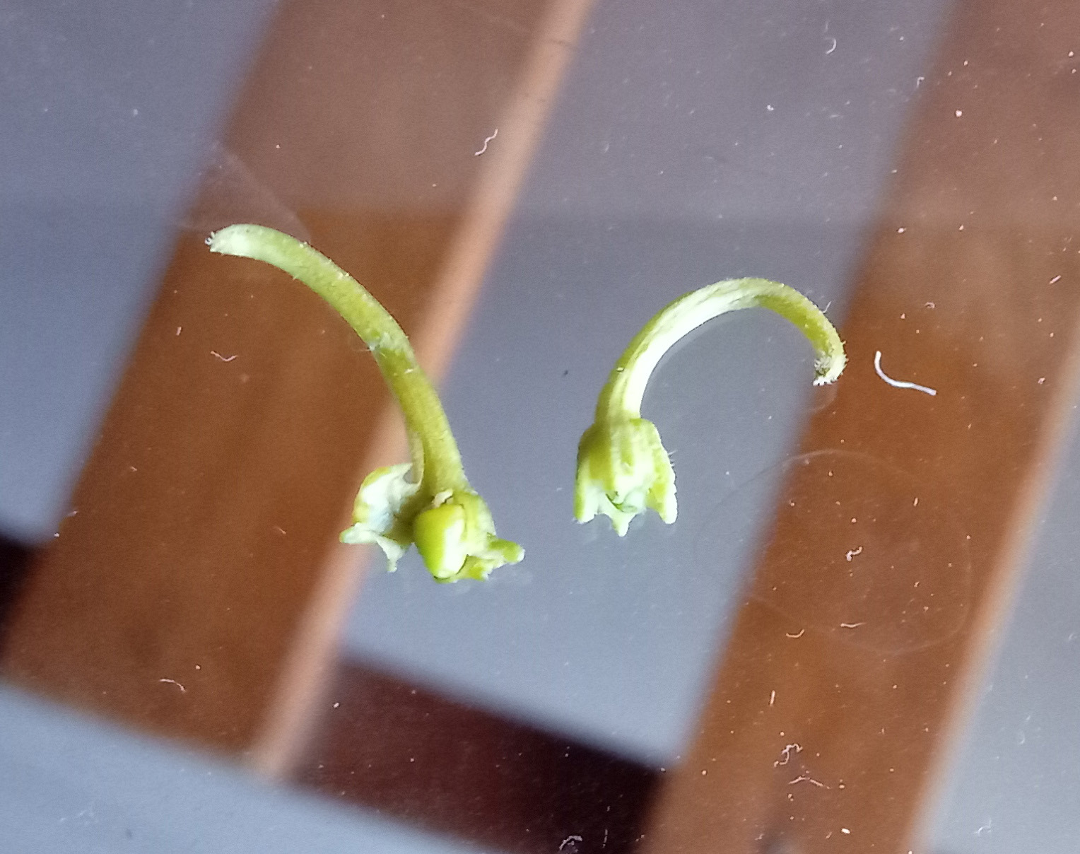 vegetables Baby chillie buds are falling off Gardening & Landscaping Stack Exchange