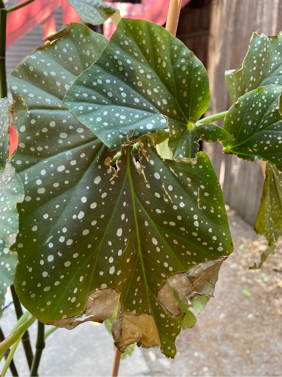 houseplants Begonia (angel wing) has scraggly leaves Gardening