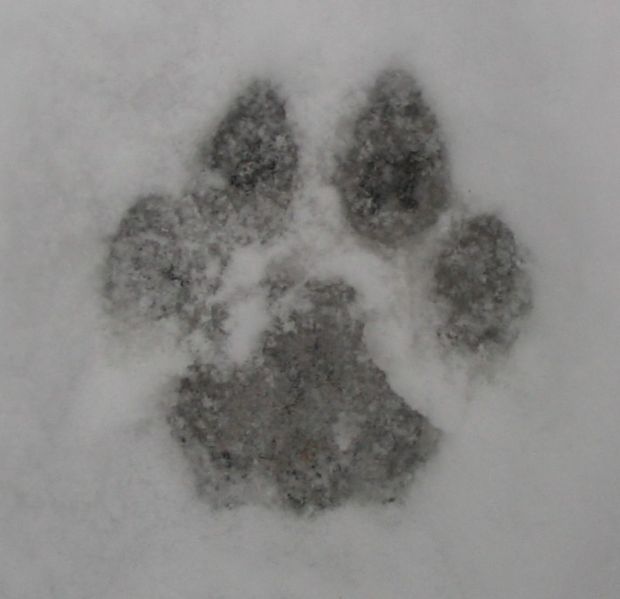 cougars How to find and identify mountain lion tracks? The Great