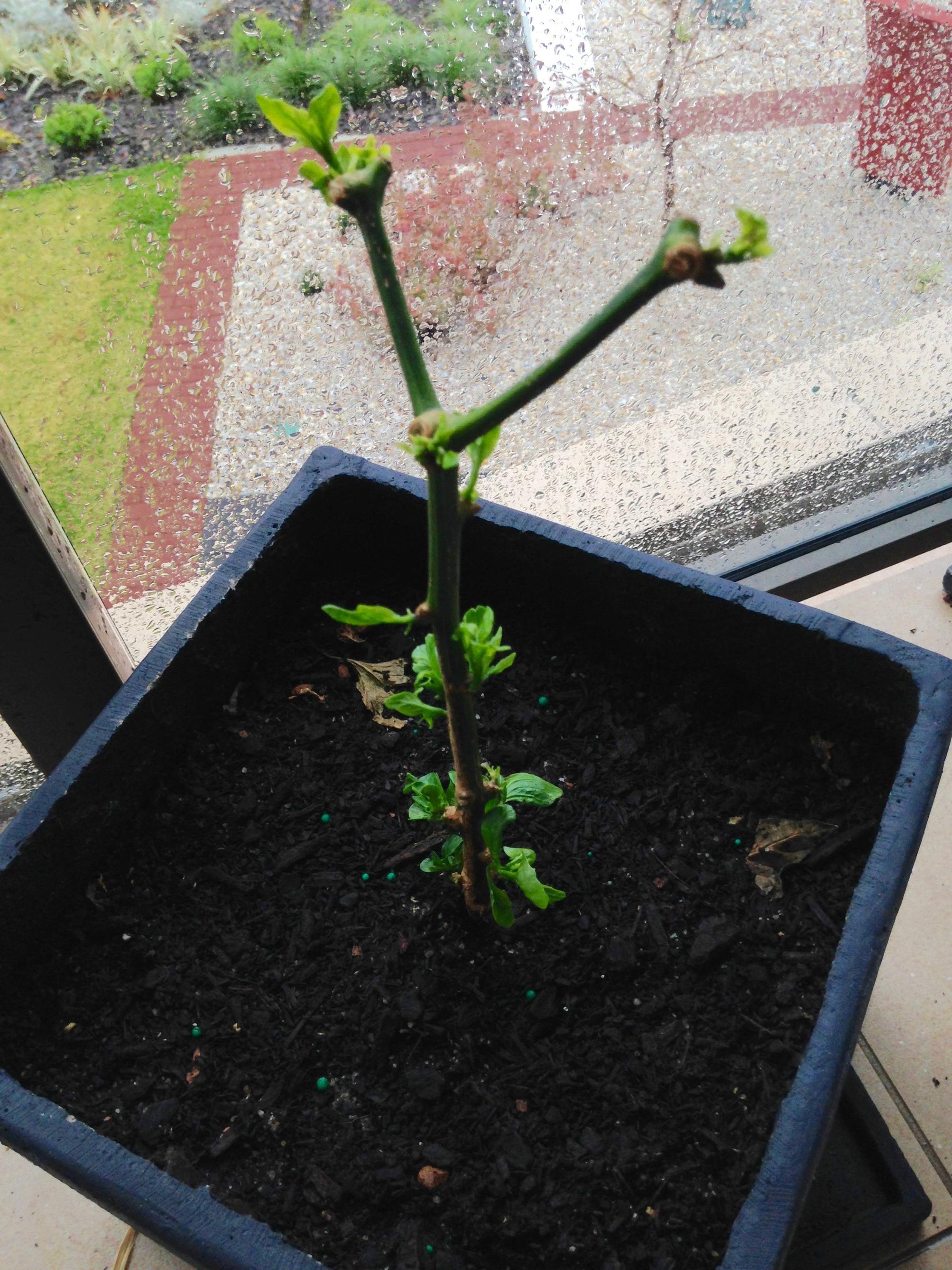 diagnosis Why is my Cayenne pepper plant losing leaves and curling
