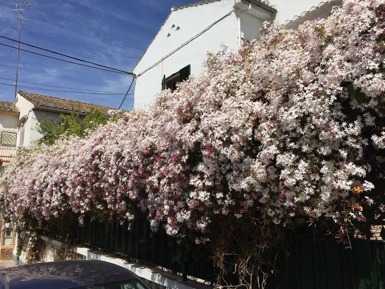 identification What is the name of this flower (saw this in Spain