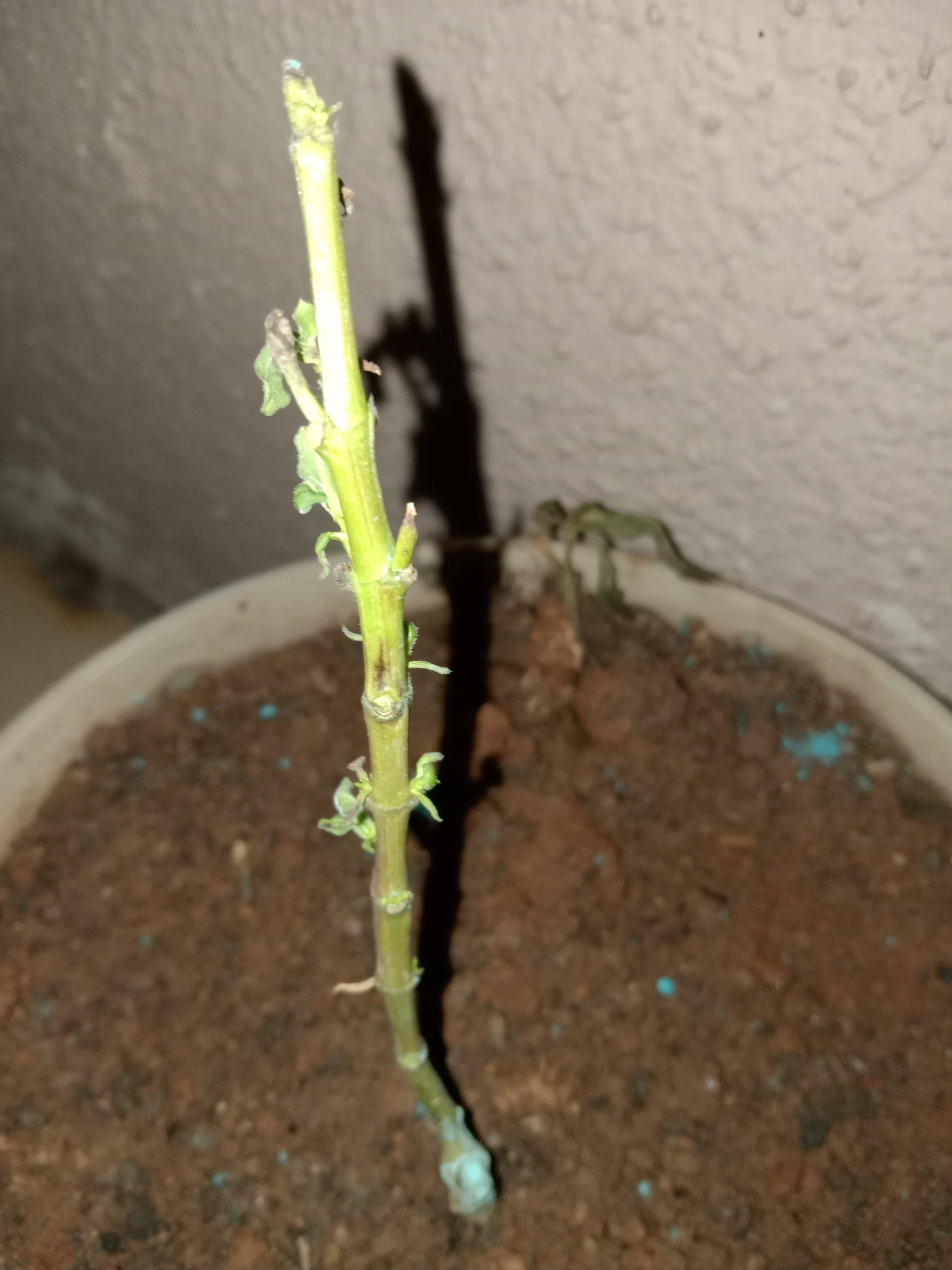 houseplants Vinca (Madagascar Periwinkle) sprouts dying Gardening