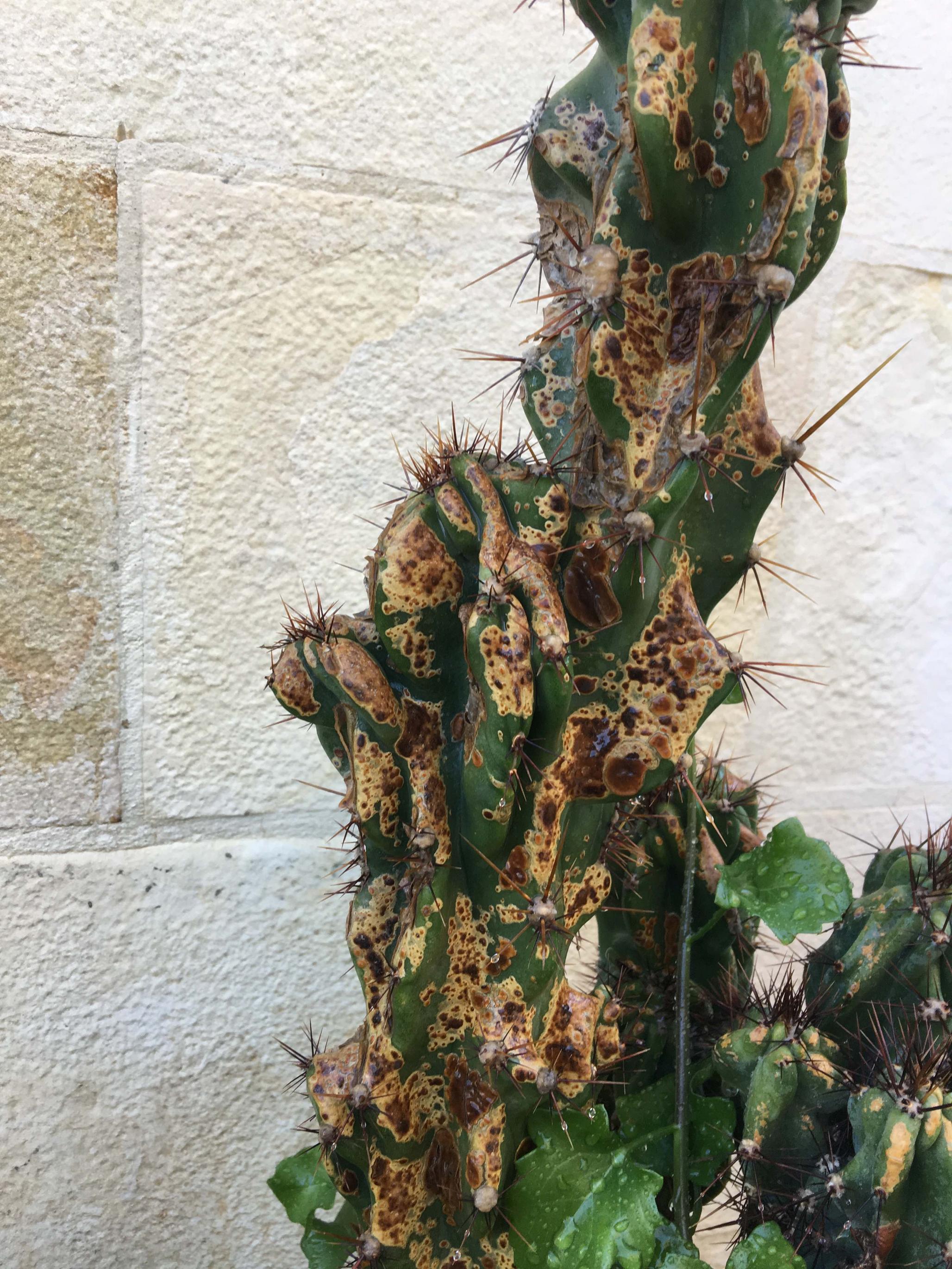 diseases What wrong with my cactus Gardening & Landscaping Stack