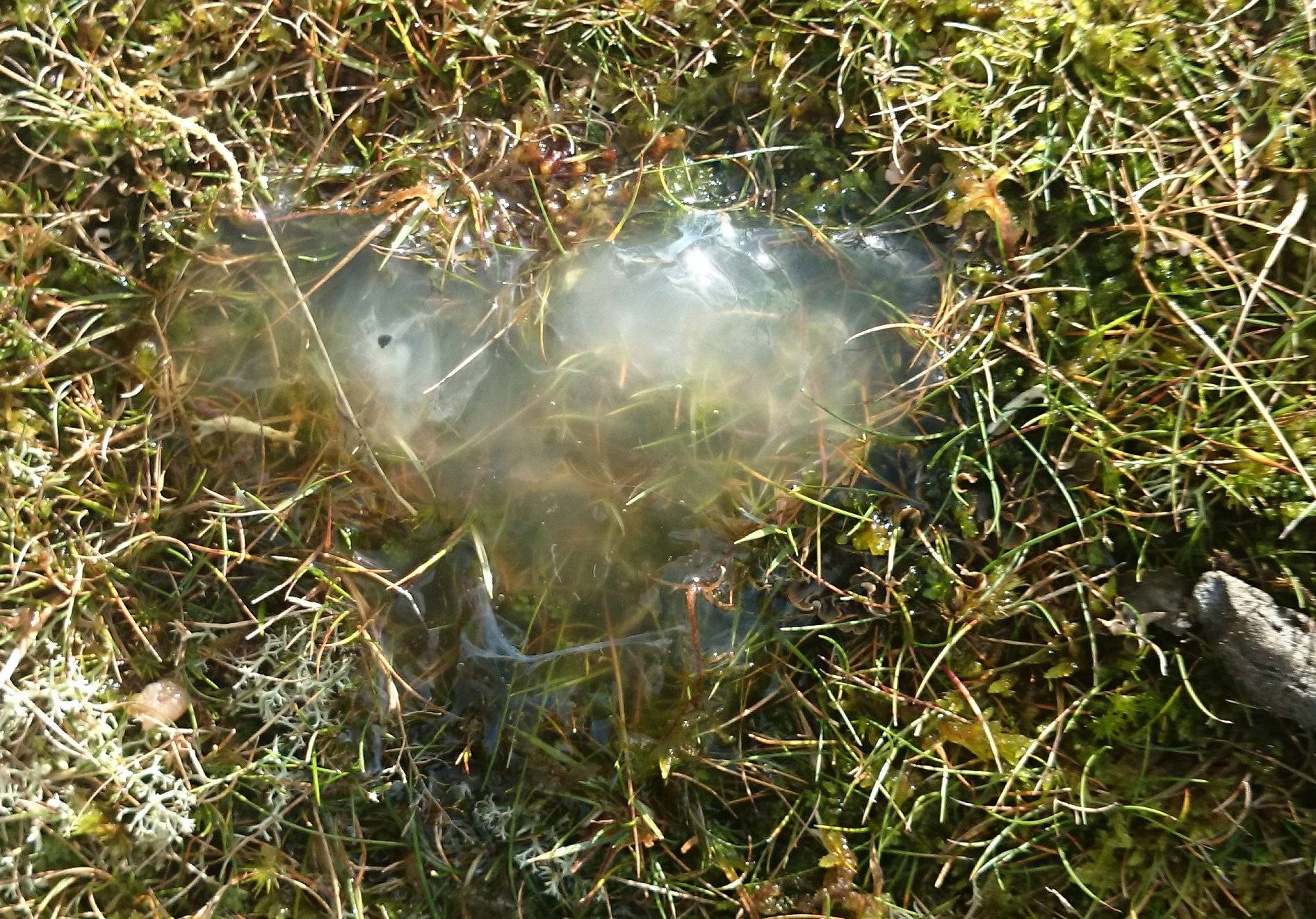 species identification Weird gelatinous substance in highland bog
