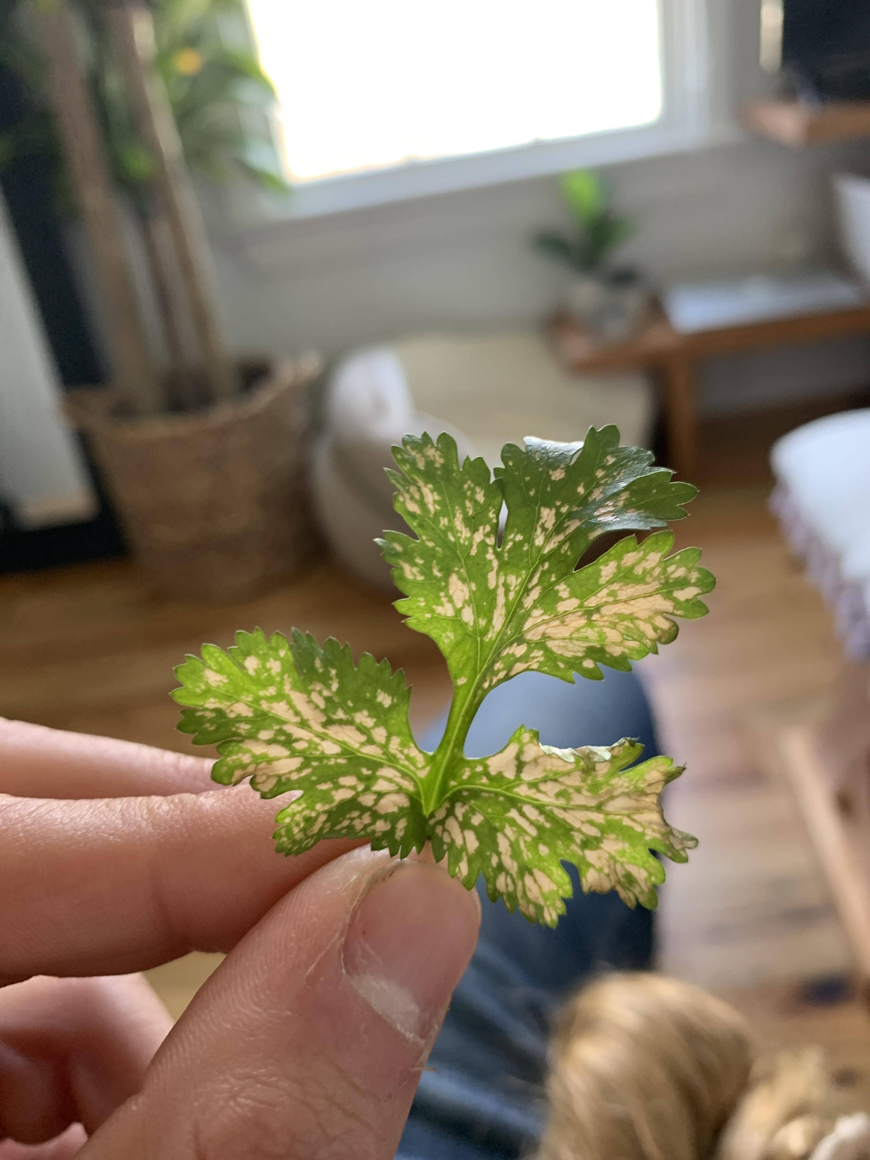 diagnosis White/tan papery patches on cilantro leaves Gardening