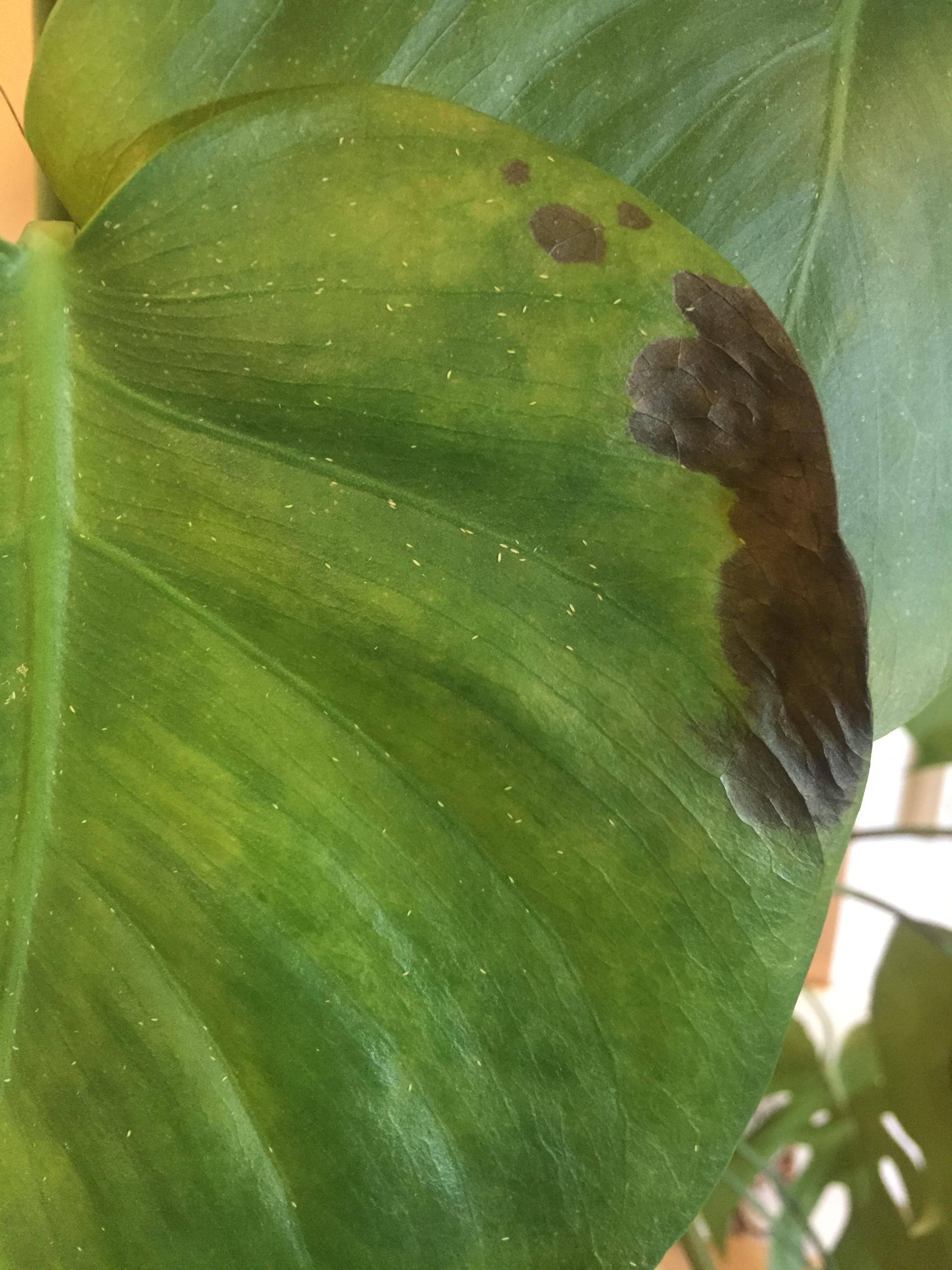 houseplants Monstera with tiny white flecks (spores?), large brown