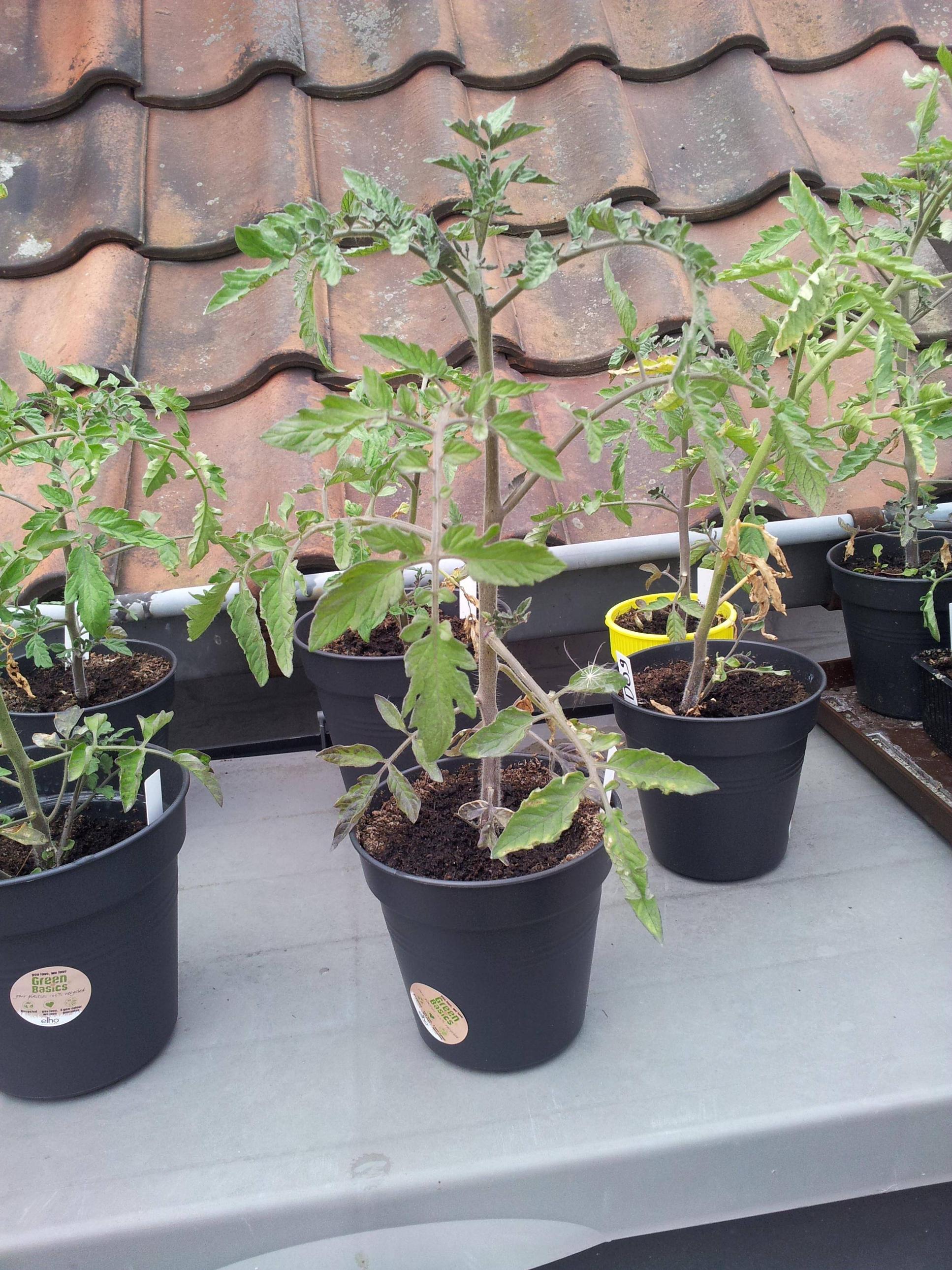 vegetables What should I do with these young tomato plants in the