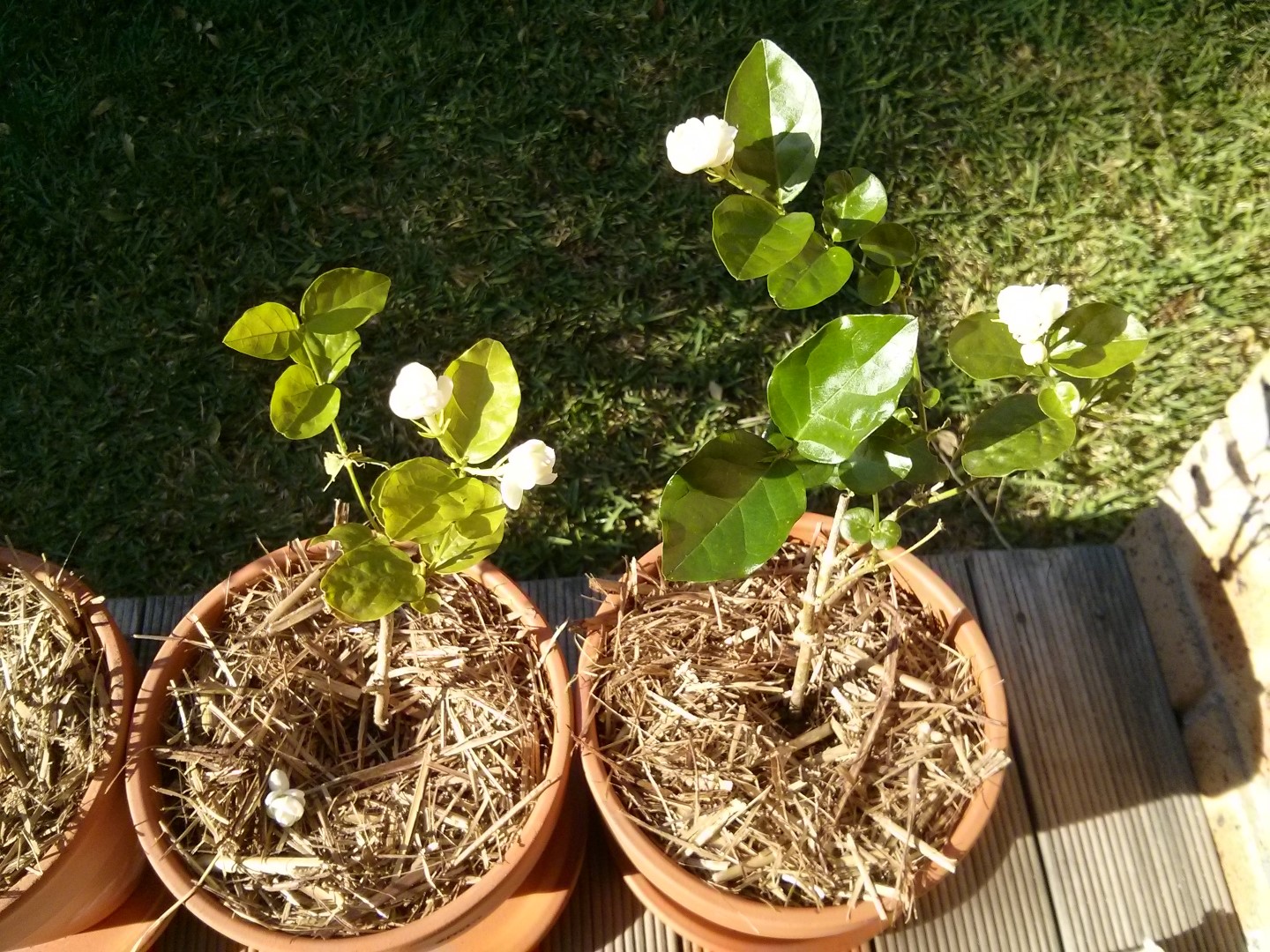 shrubs Is this Jasmine doomed? Gardening & Landscaping Stack Exchange