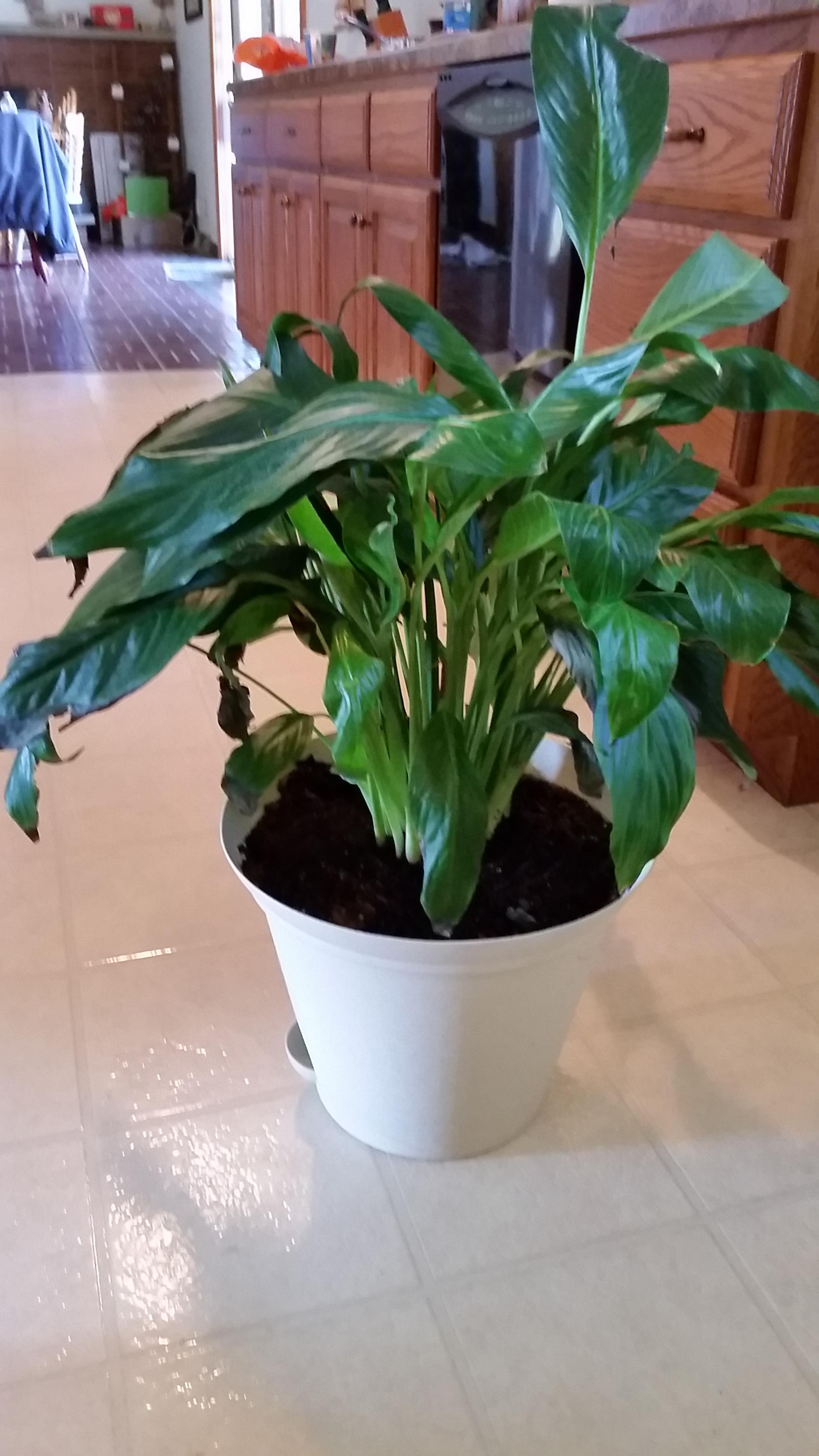 houseplants Why is my Peace lily dying? Gardening & Landscaping