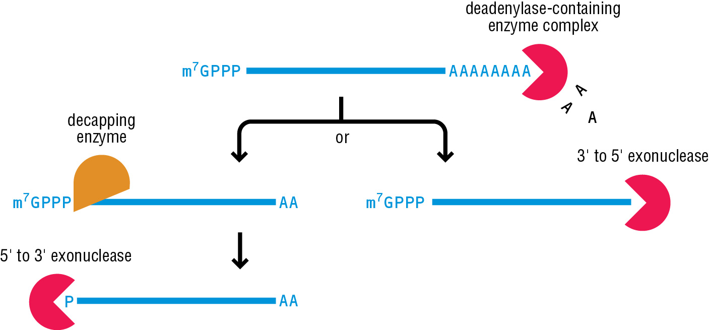 molecular biology How can 3' end polyadenylation protect cellular RNA