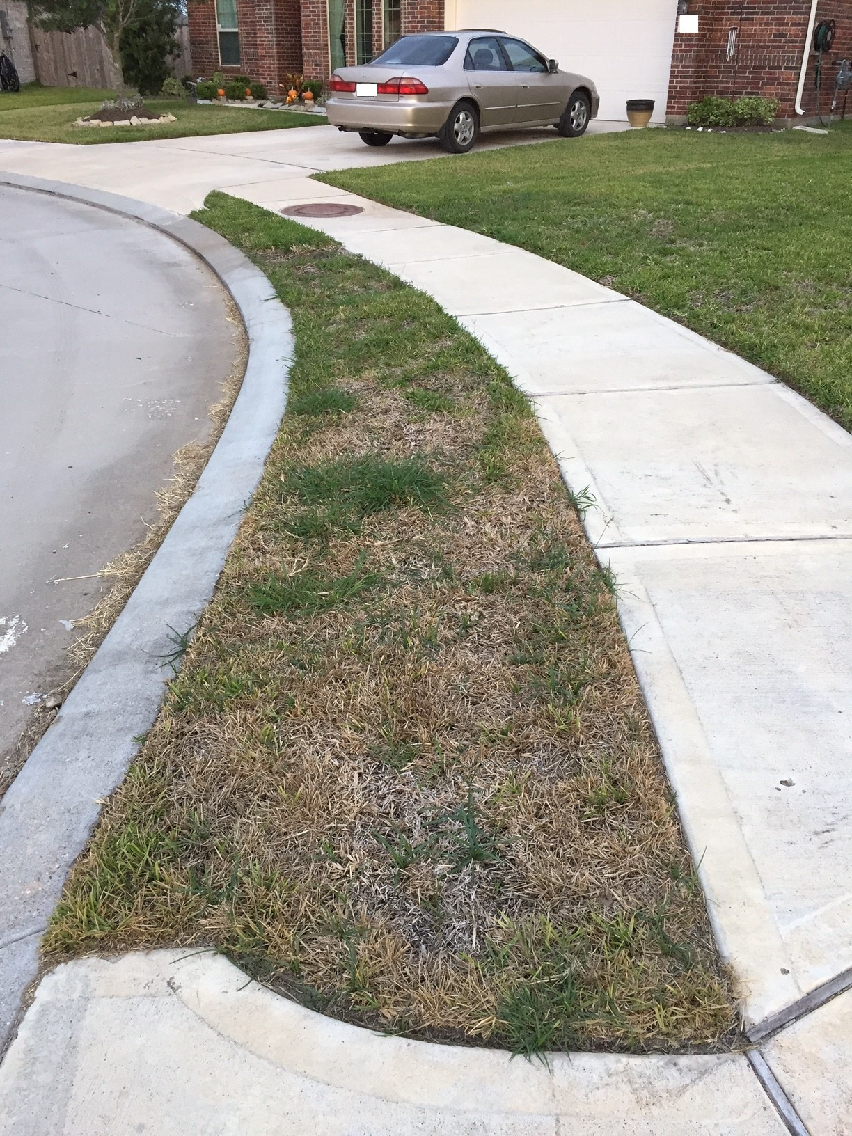 diagnosis How should I treat brown patches in my St. Augustine grass