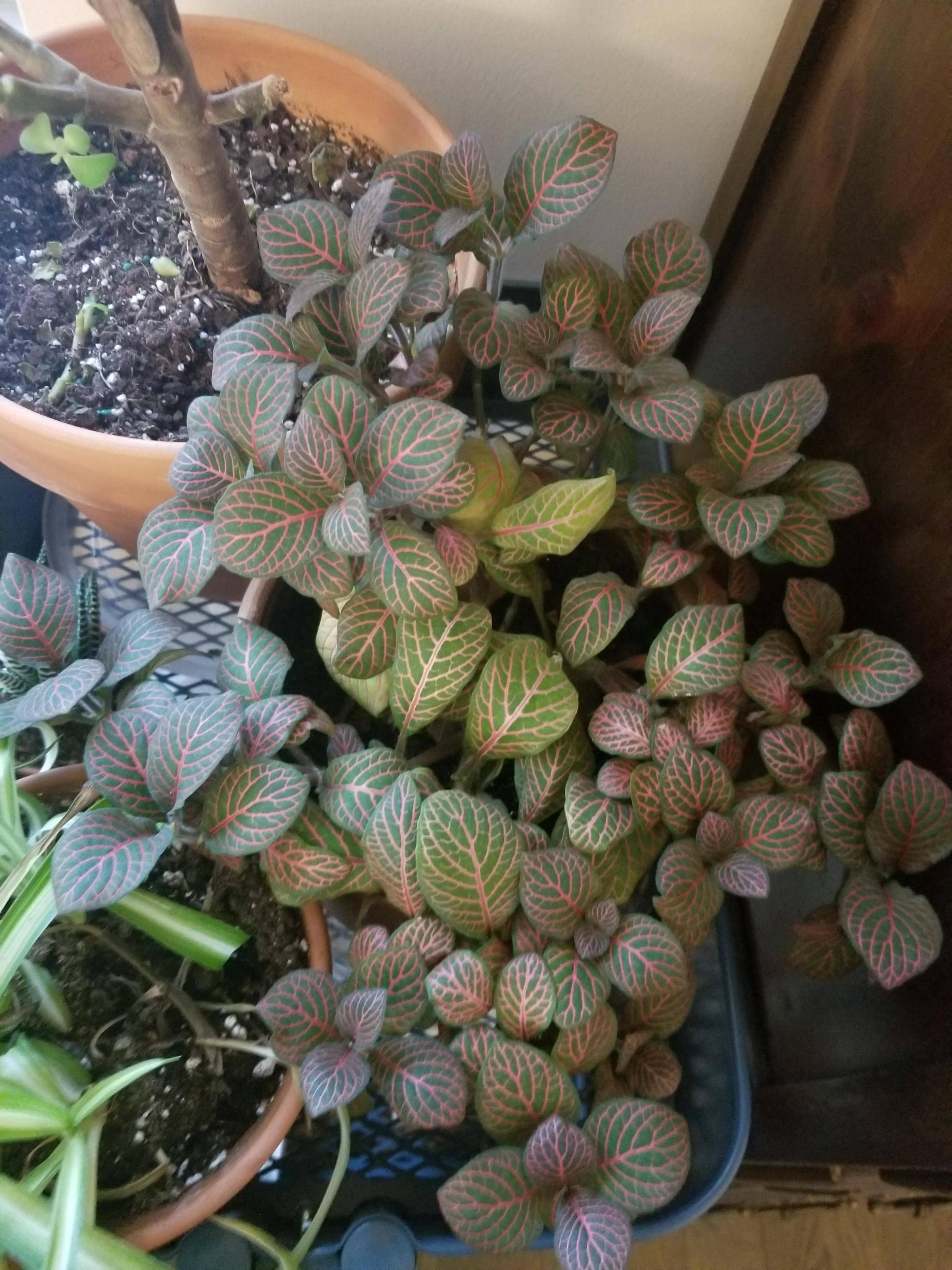 diagnosis Nerve Plant Bleaching/Yellowing Gardening & Landscaping