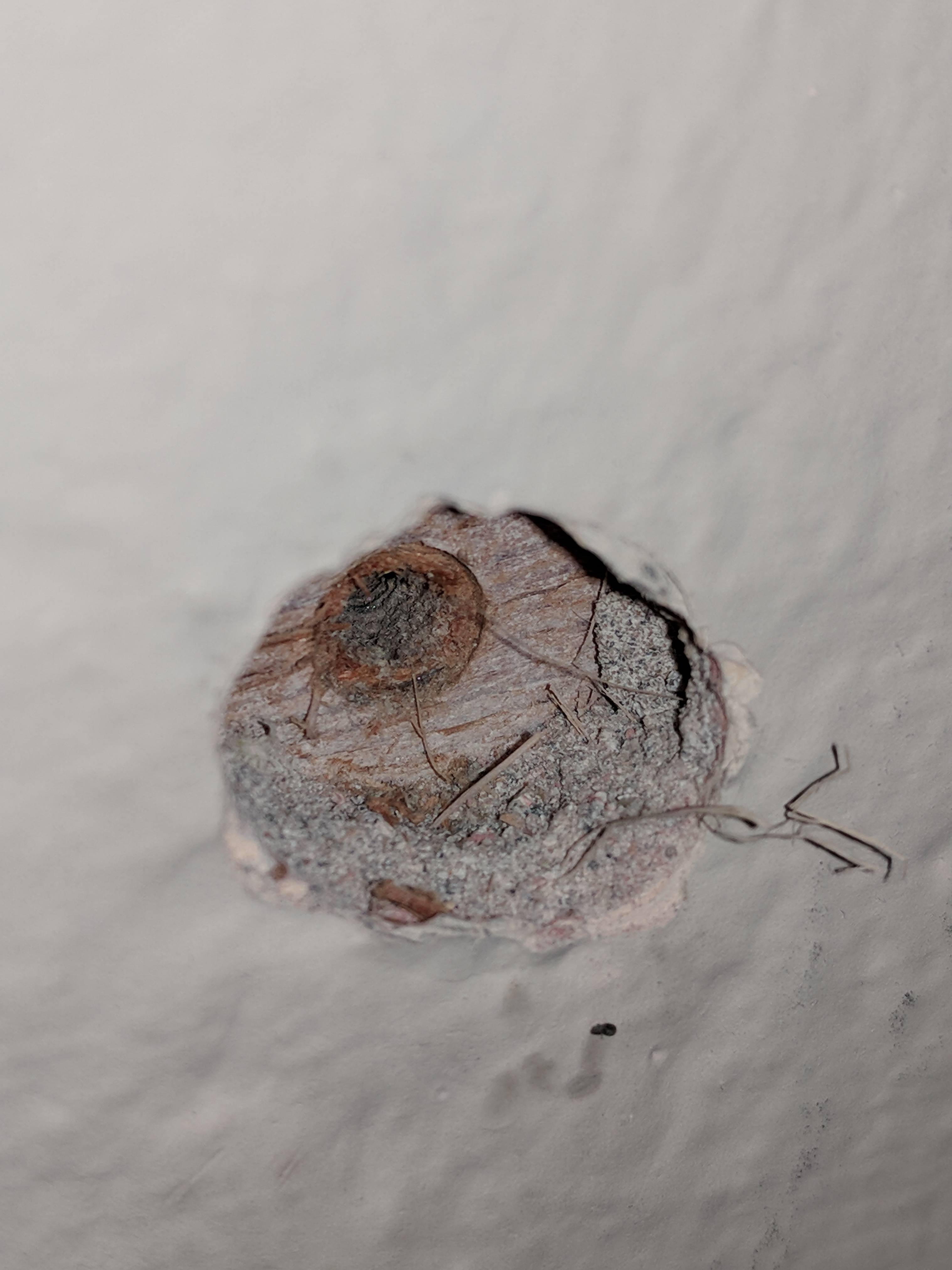 Drywall correct fastener for drywall over plywood Love & Improve Life