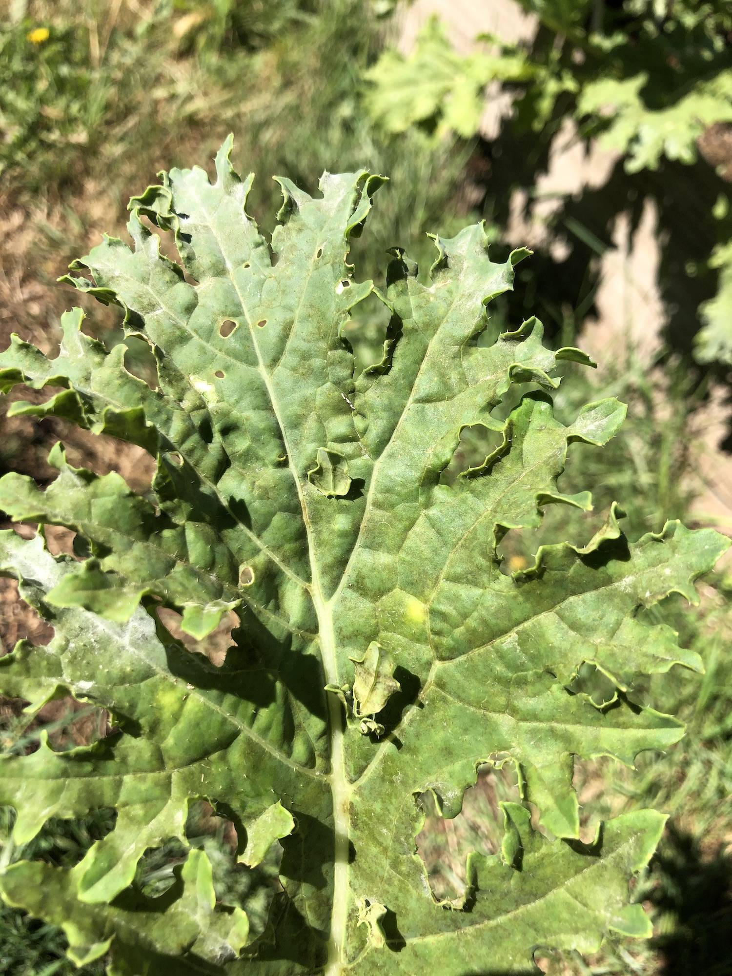 diseases Diagnosing white fuzz on kale. Is this powdery mildew