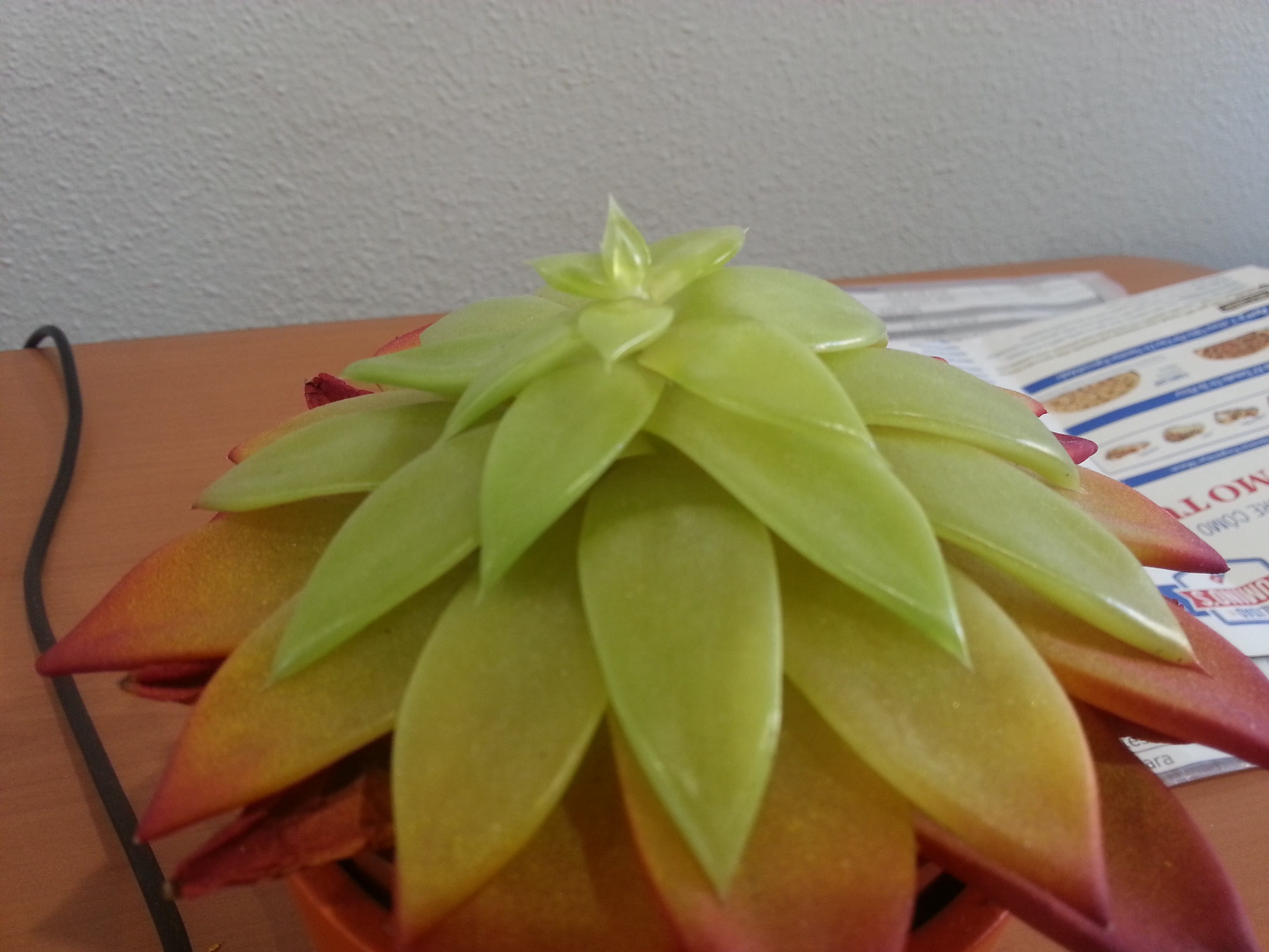 diagnosis Translucent leaves in my echeveria Gardening